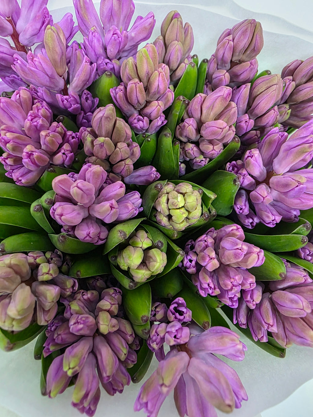 Farm Fresh Hyacinthus Orientalis Anna Liza (Bunch of 25stems, Length 30cm)