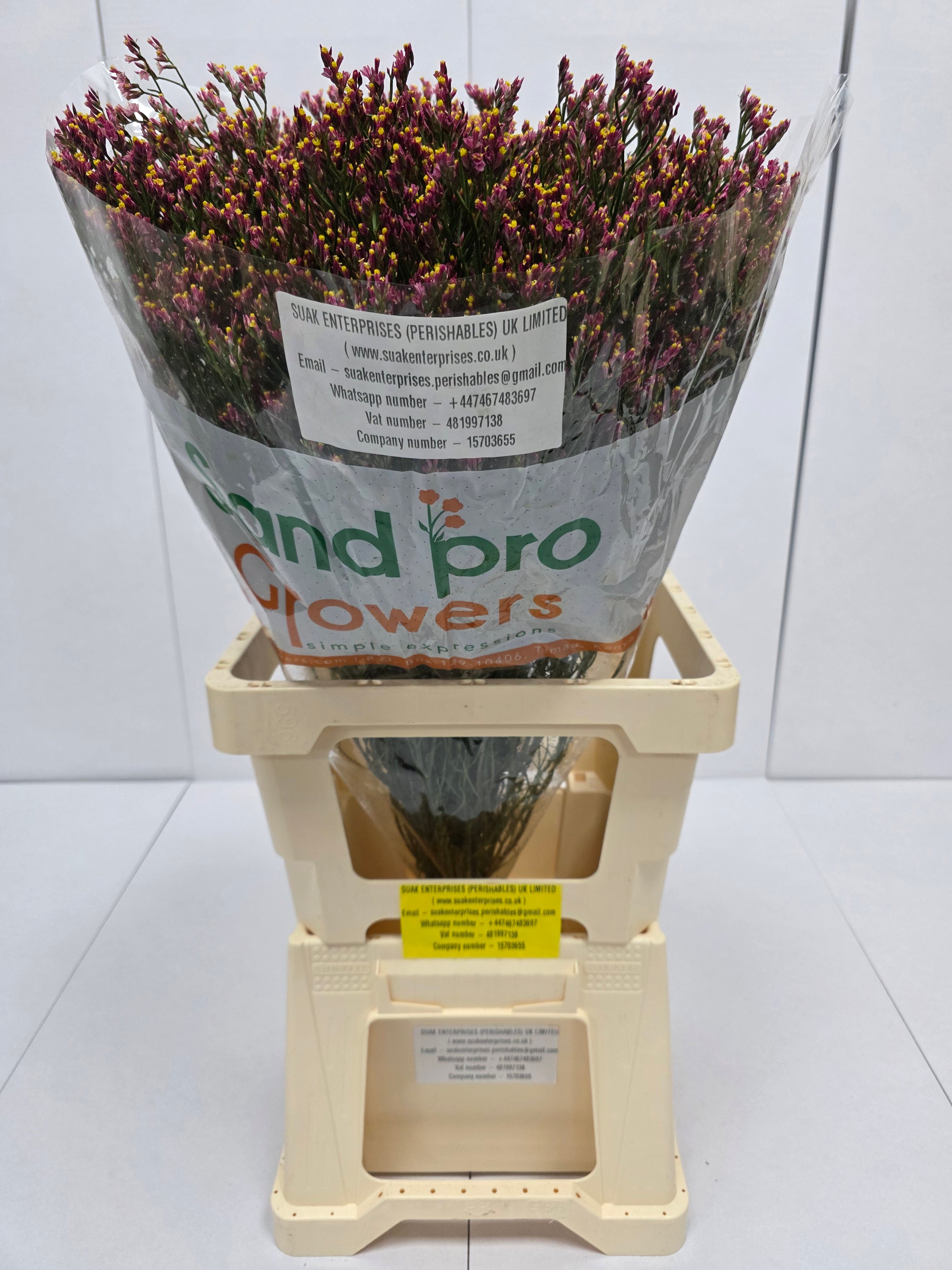 Farm Fresh Limonium Sinuatum Maxim Diamond Orange (Bunch of 25 stems, Length 70cm)