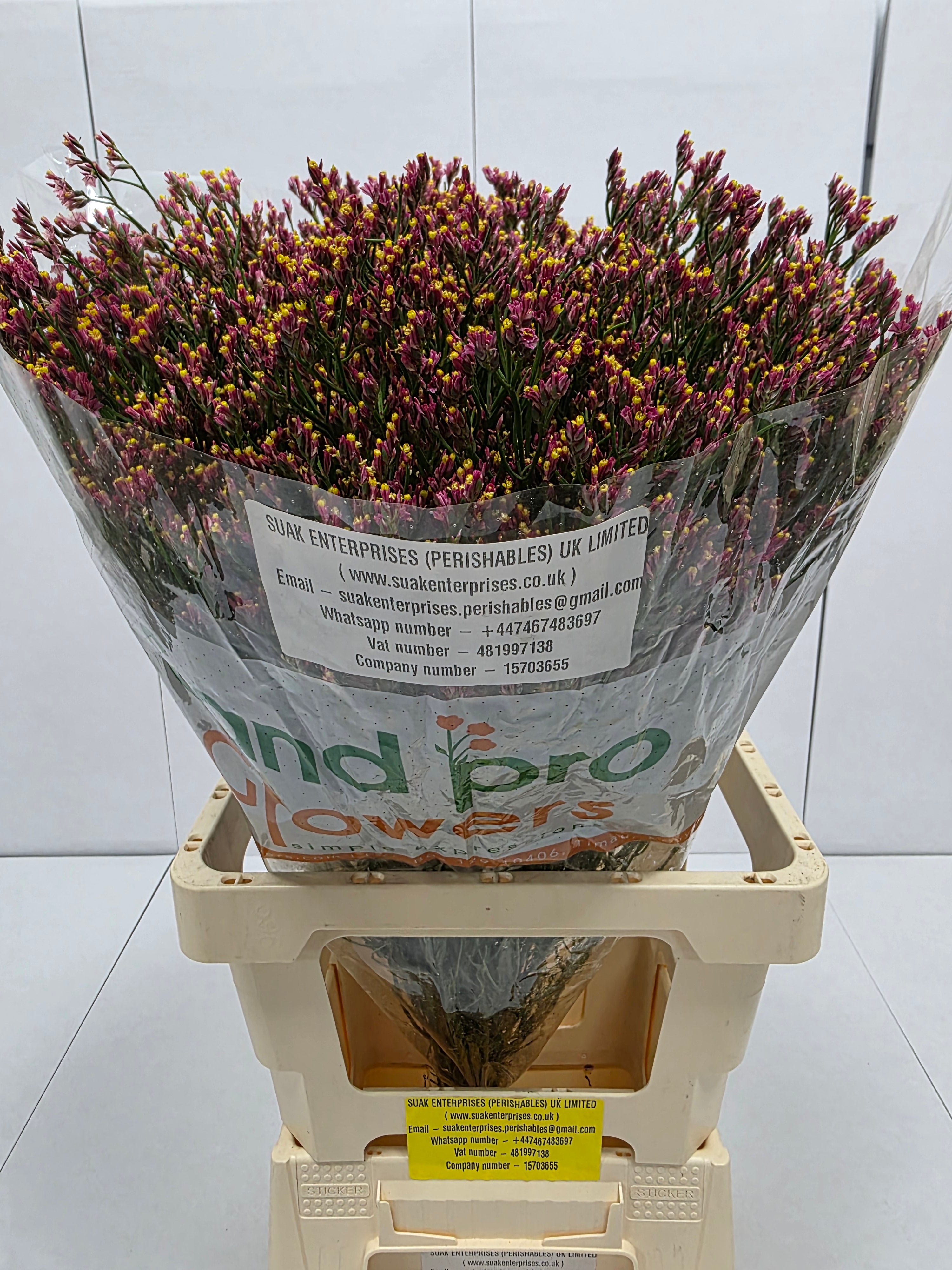 Farm Fresh Limonium Sinuatum Maxim Diamond Orange (Bunch of 25 stems, Length 70cm)
