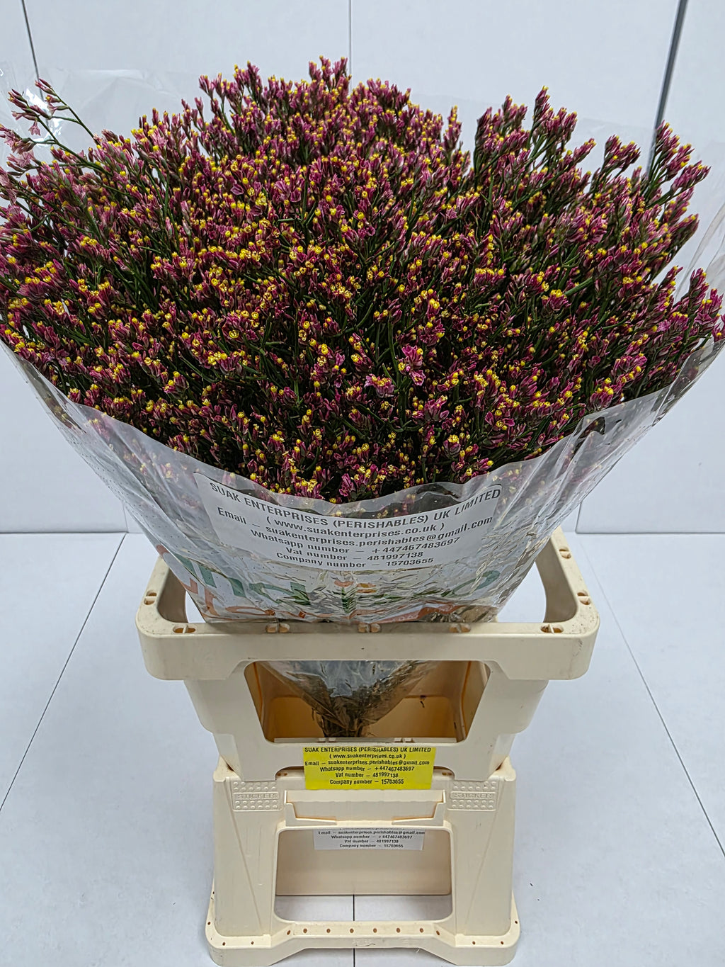 Farm Fresh Limonium Sinuatum Maxim Diamond Orange (Bunch of 25 stems, Length 70cm)