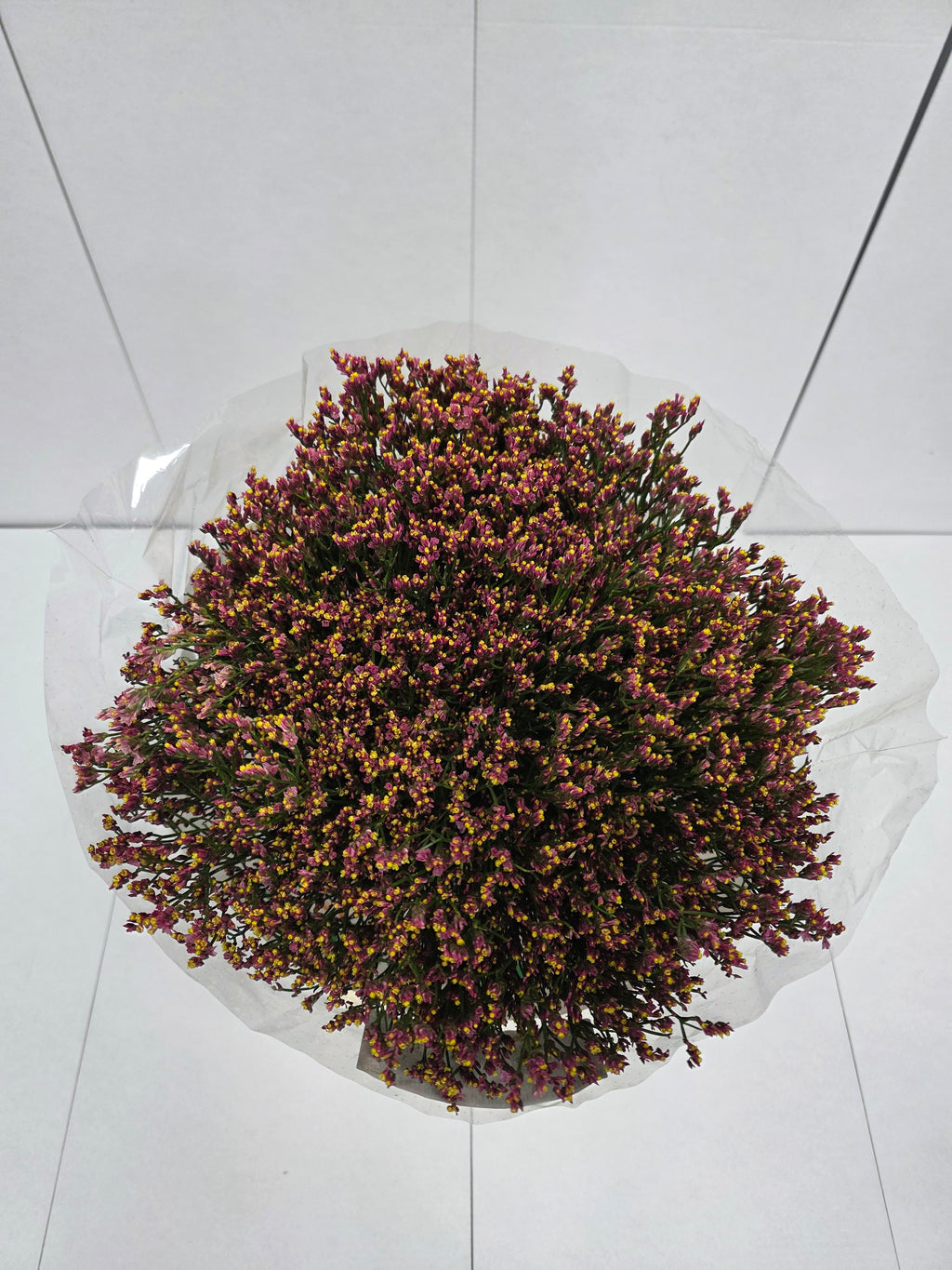Farm Fresh Limonium Sinuatum Maxim Diamond Orange (Bunch of 25 stems, Length 70cm)