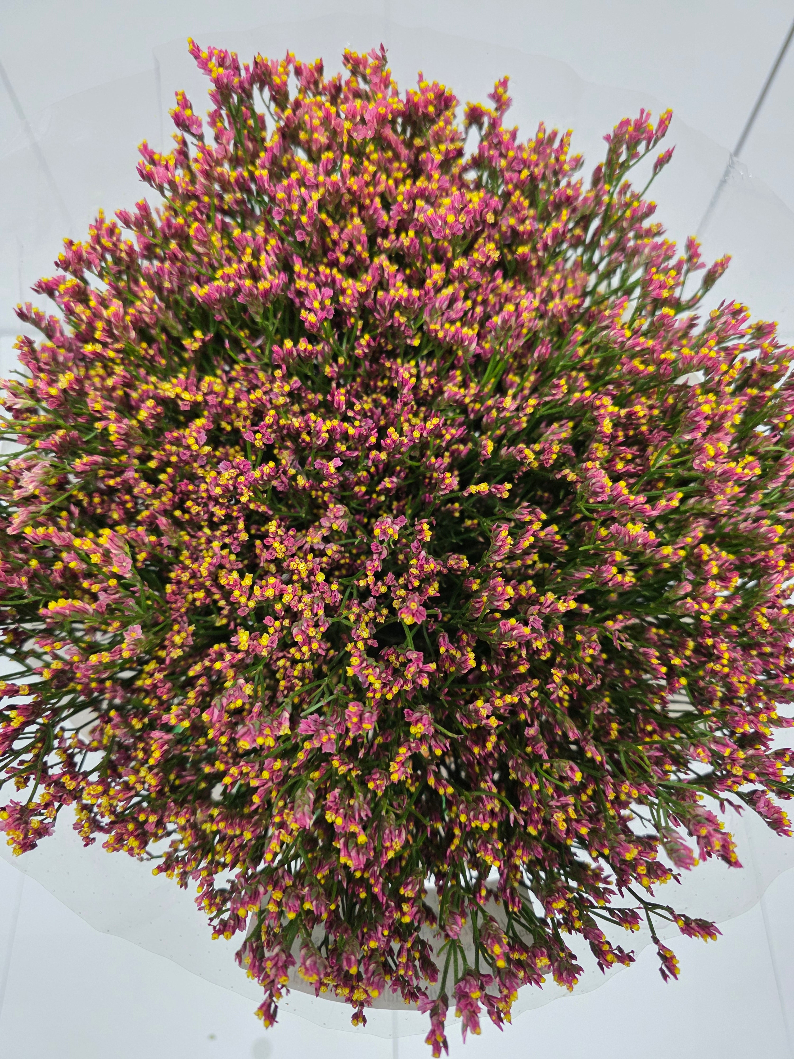Farm Fresh Limonium Sinuatum Maxim Diamond Orange (Bunch of 25 stems, Length 70cm)