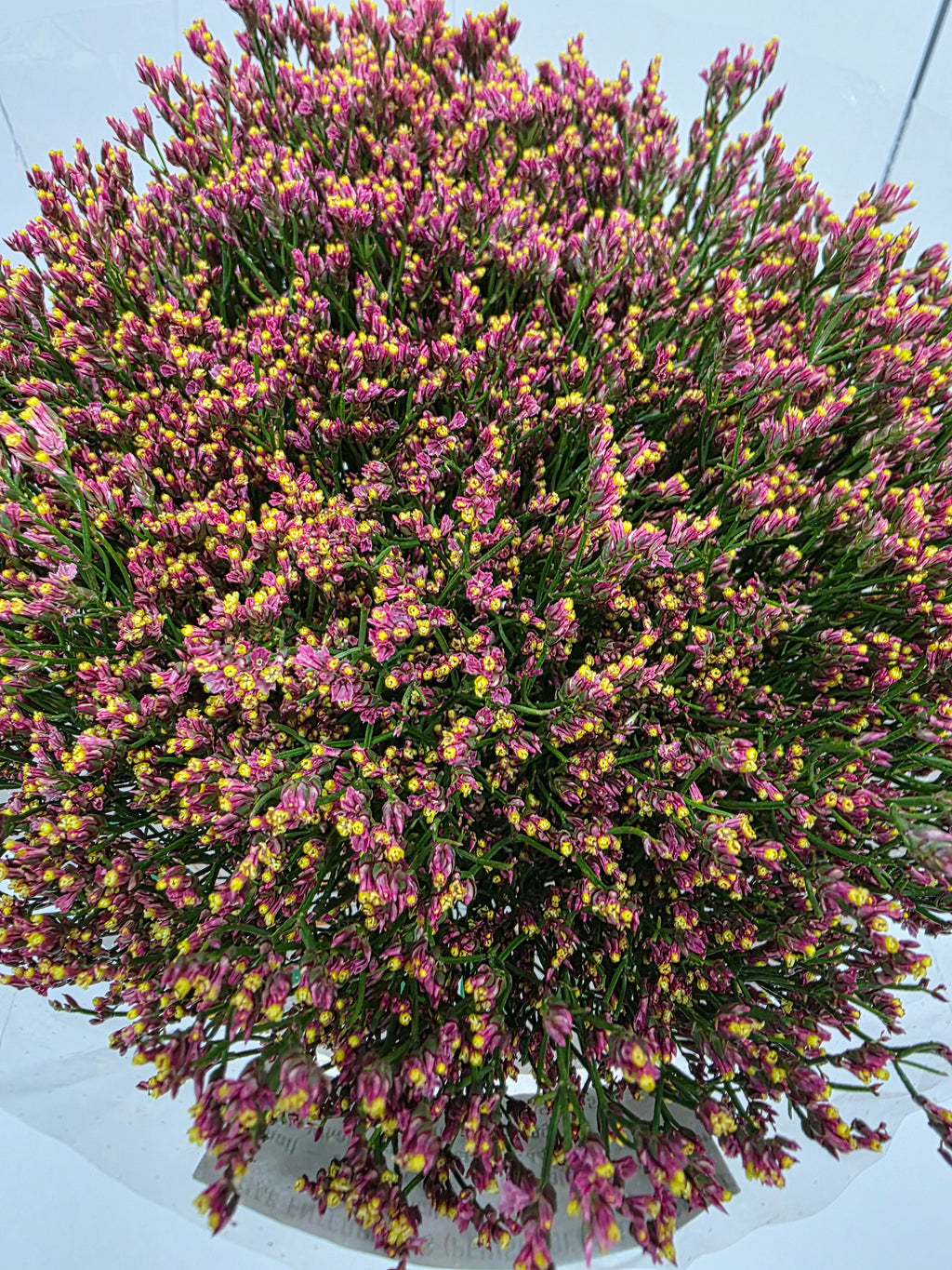 Farm Fresh Limonium Sinuatum Maxim Diamond Orange (Bunch of 25 stems, Length 70cm)