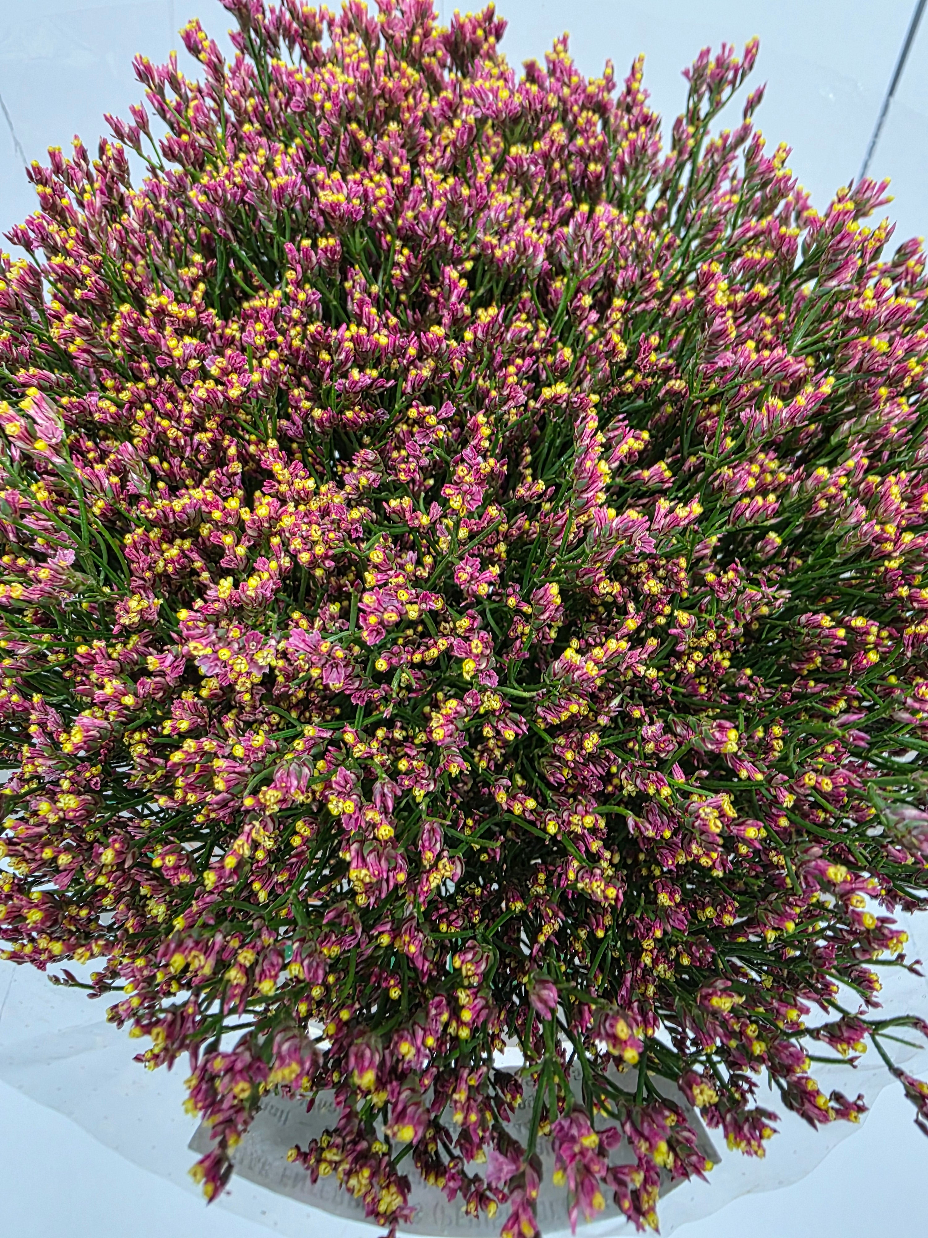 Farm Fresh Limonium Sinuatum Maxim Diamond Orange (Bunch of 25 stems, Length 70cm)