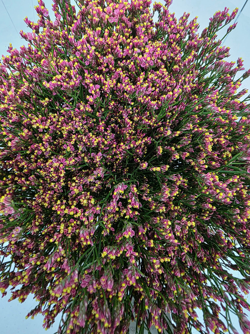 Farm Fresh Limonium Sinuatum Maxim Diamond Orange (Bunch of 25 stems, Length 70cm)