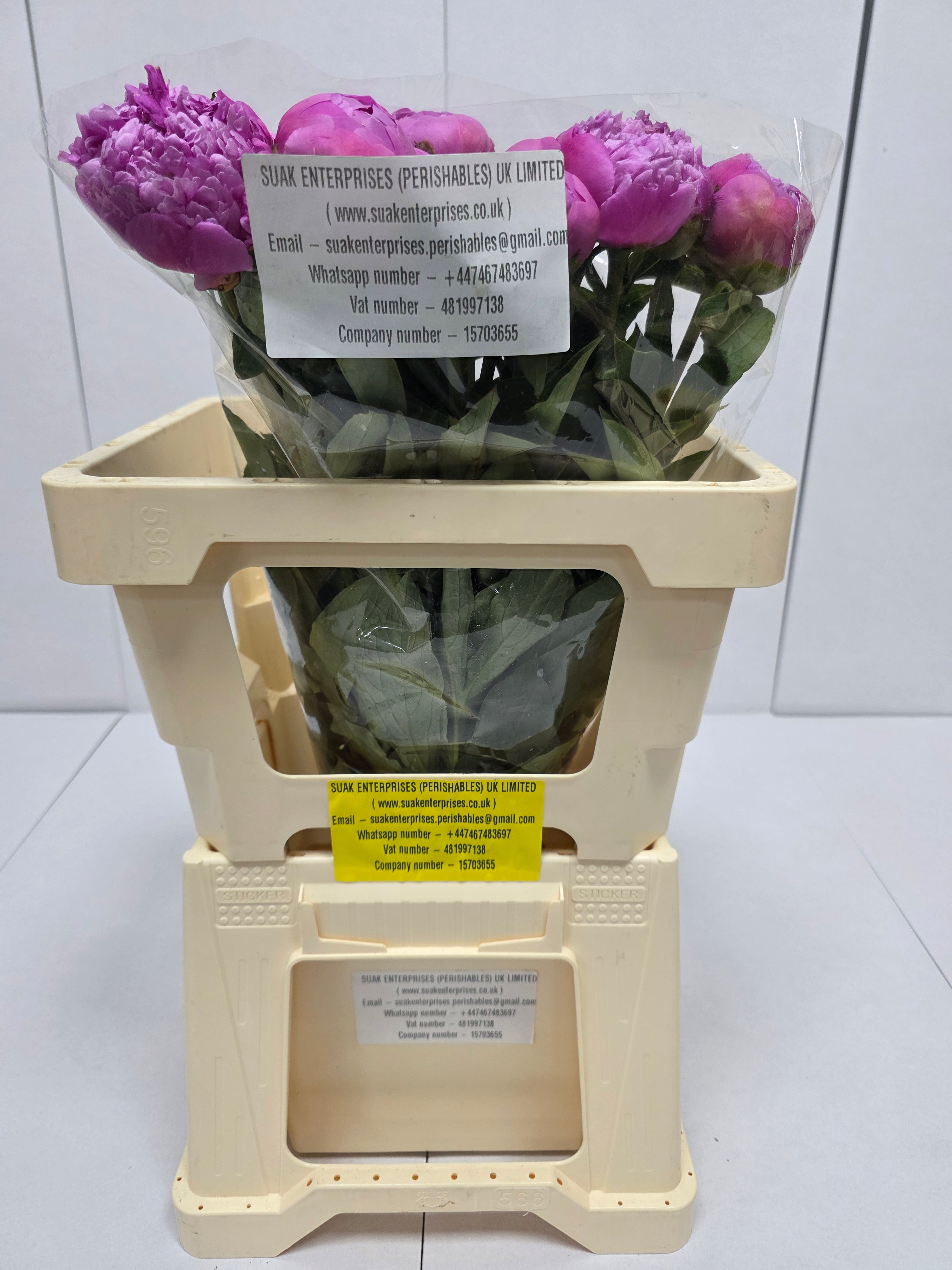 Farm Fresh Paeonia Mr Jules Elie(Bunch of 10stems, Length 55cm)