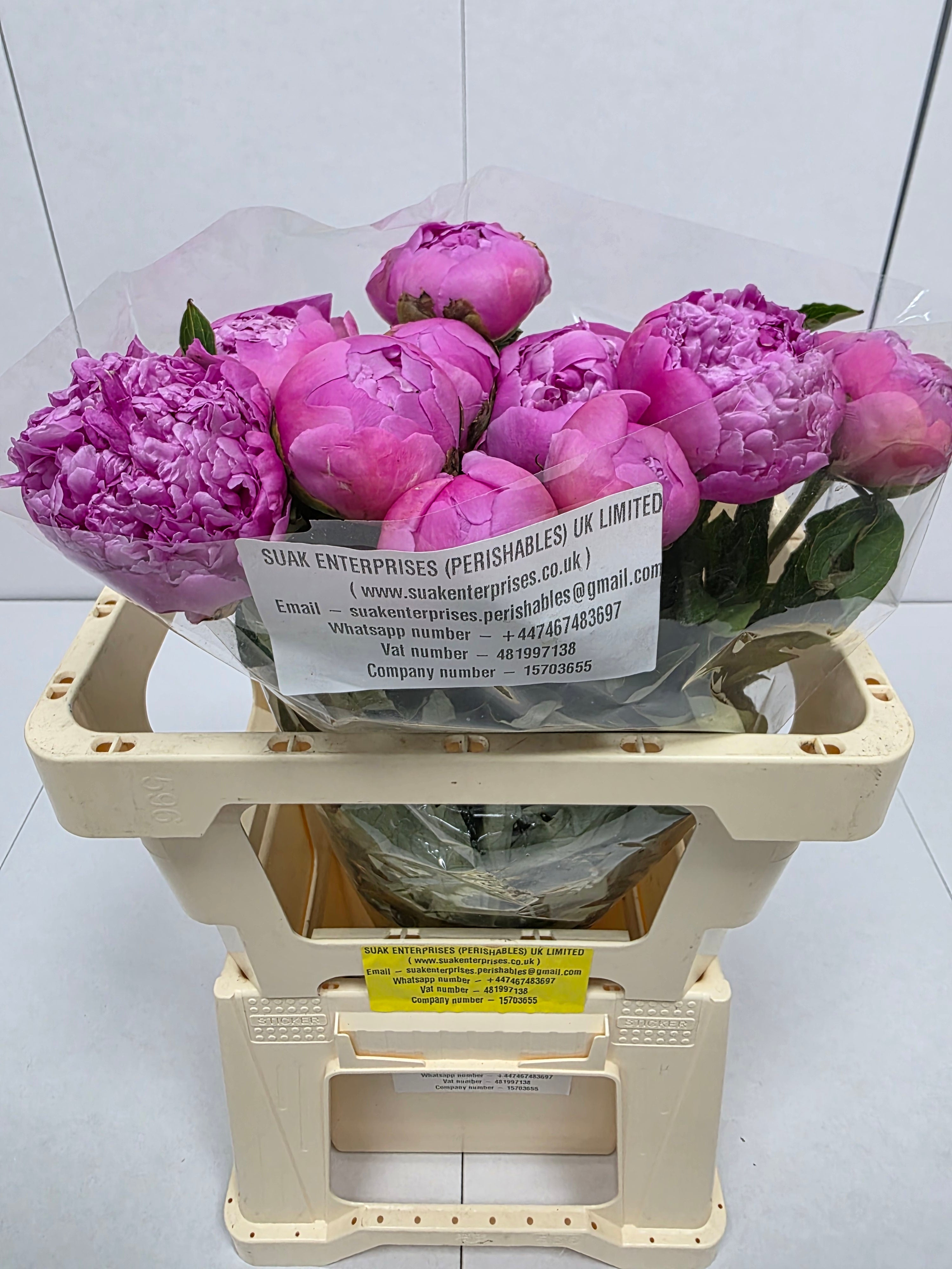 Farm Fresh Paeonia Mr Jules Elie(Bunch of 10stems, Length 55cm)
