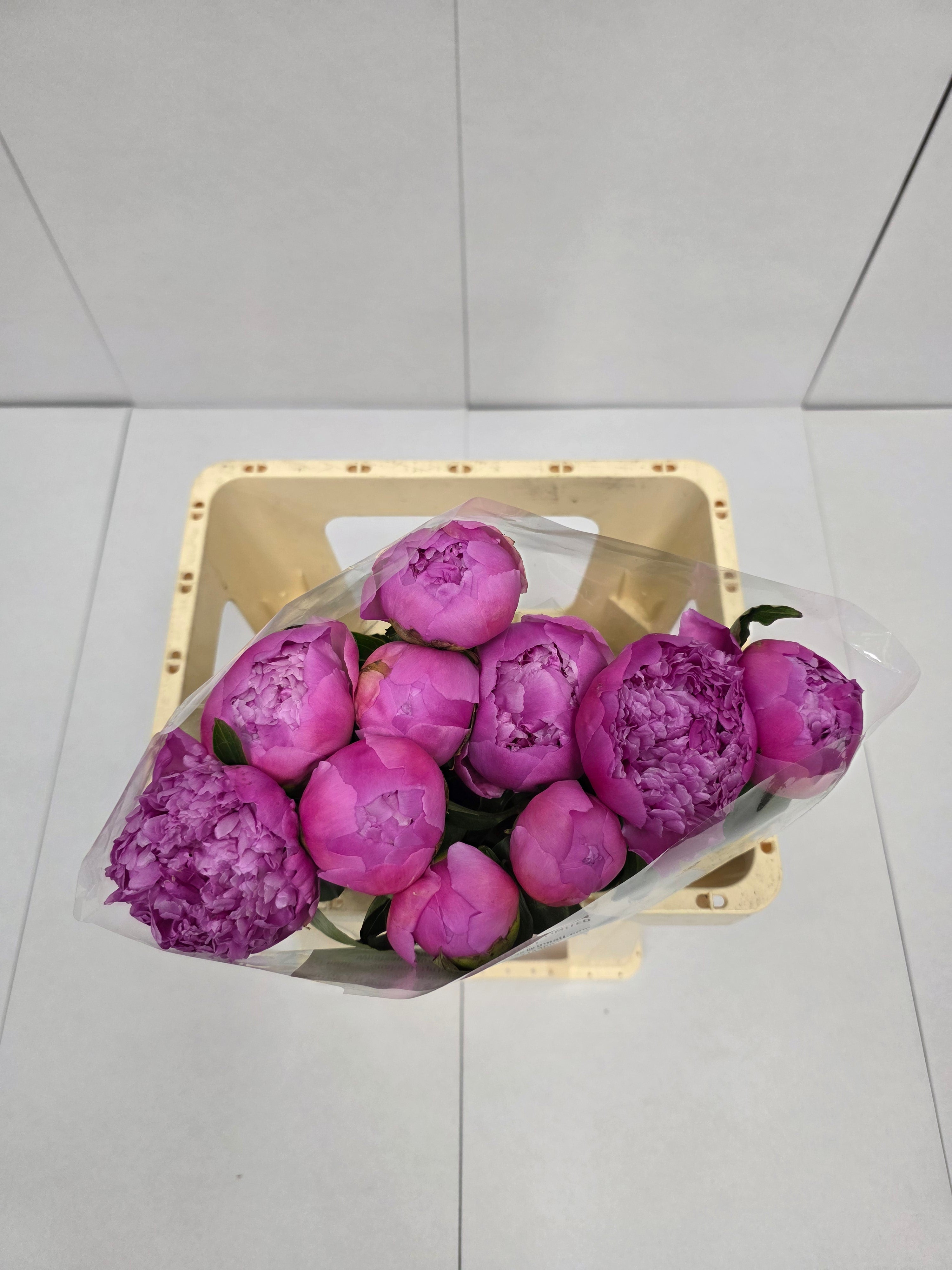 Farm Fresh Paeonia Mr Jules Elie(Bunch of 10stems, Length 55cm)