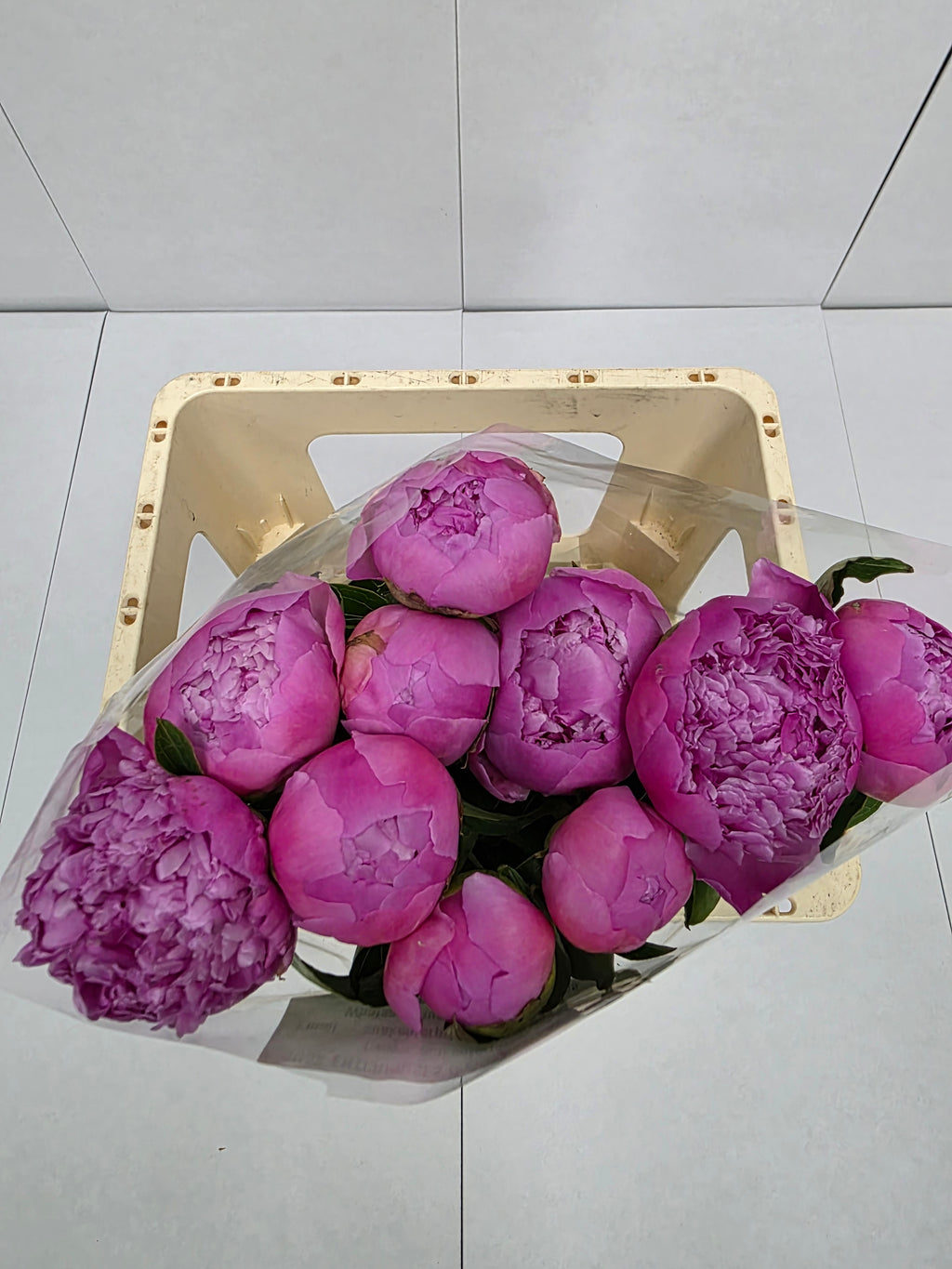 Farm Fresh Paeonia Mr Jules Elie(Bunch of 10stems, Length 55cm)