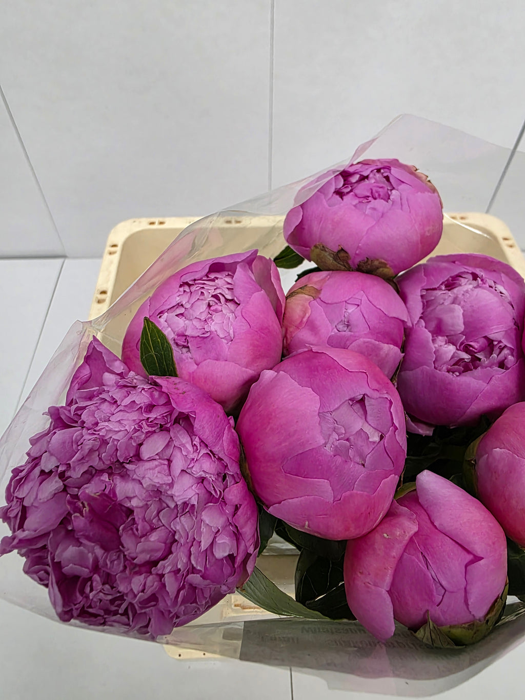 Farm Fresh Paeonia Mr Jules Elie(Bunch of 10stems, Length 55cm)