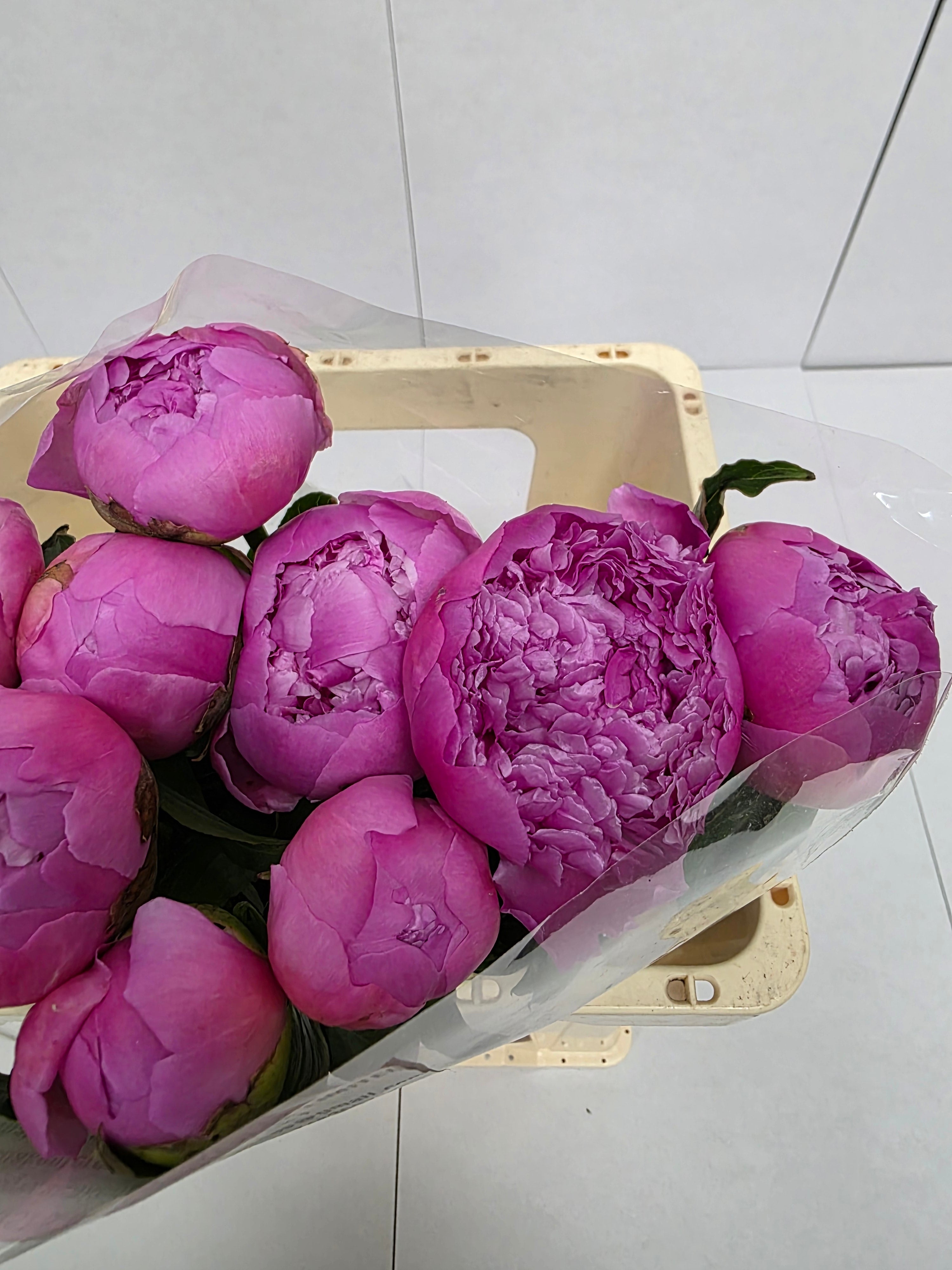 Farm Fresh Paeonia Mr Jules Elie(Bunch of 10stems, Length 55cm)