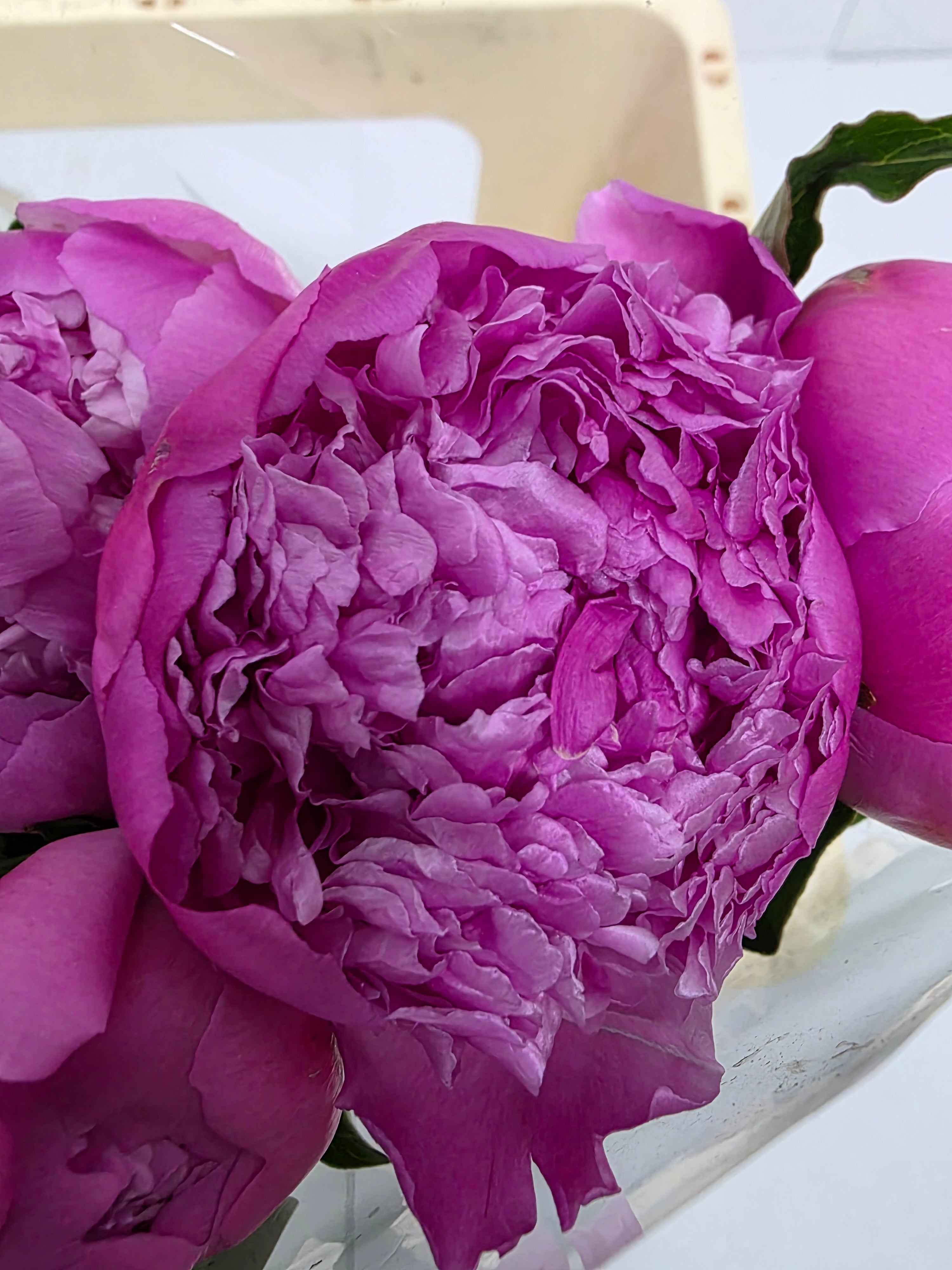 Farm Fresh Paeonia Mr Jules Elie(Bunch of 10stems, Length 55cm)