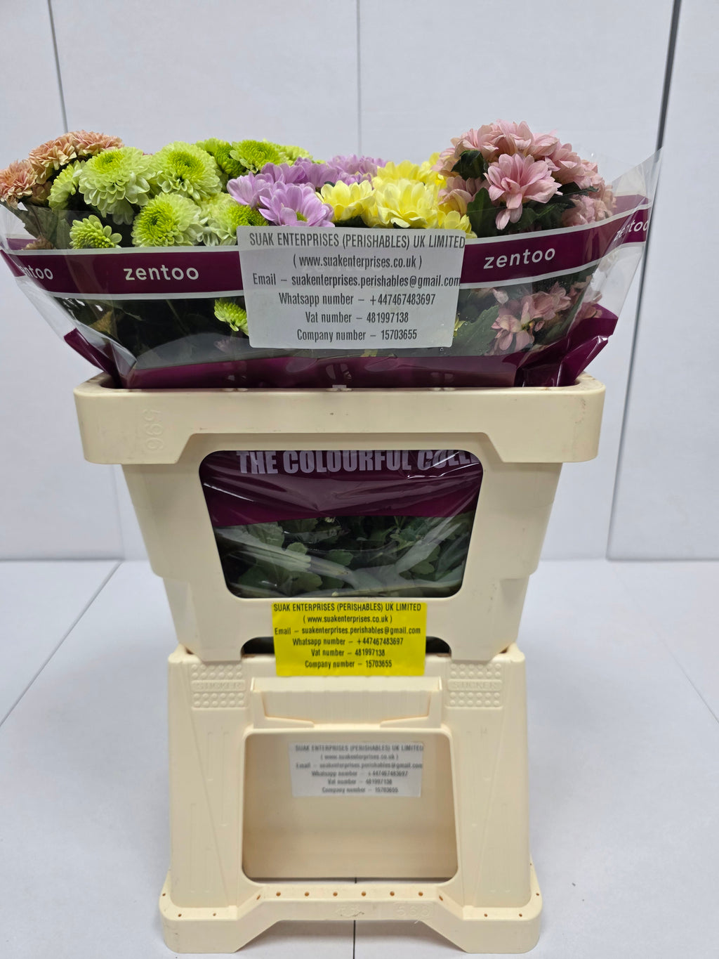Farm Fresh Santini Blush Mix (Bunch of 25 stems, Length 55cm)