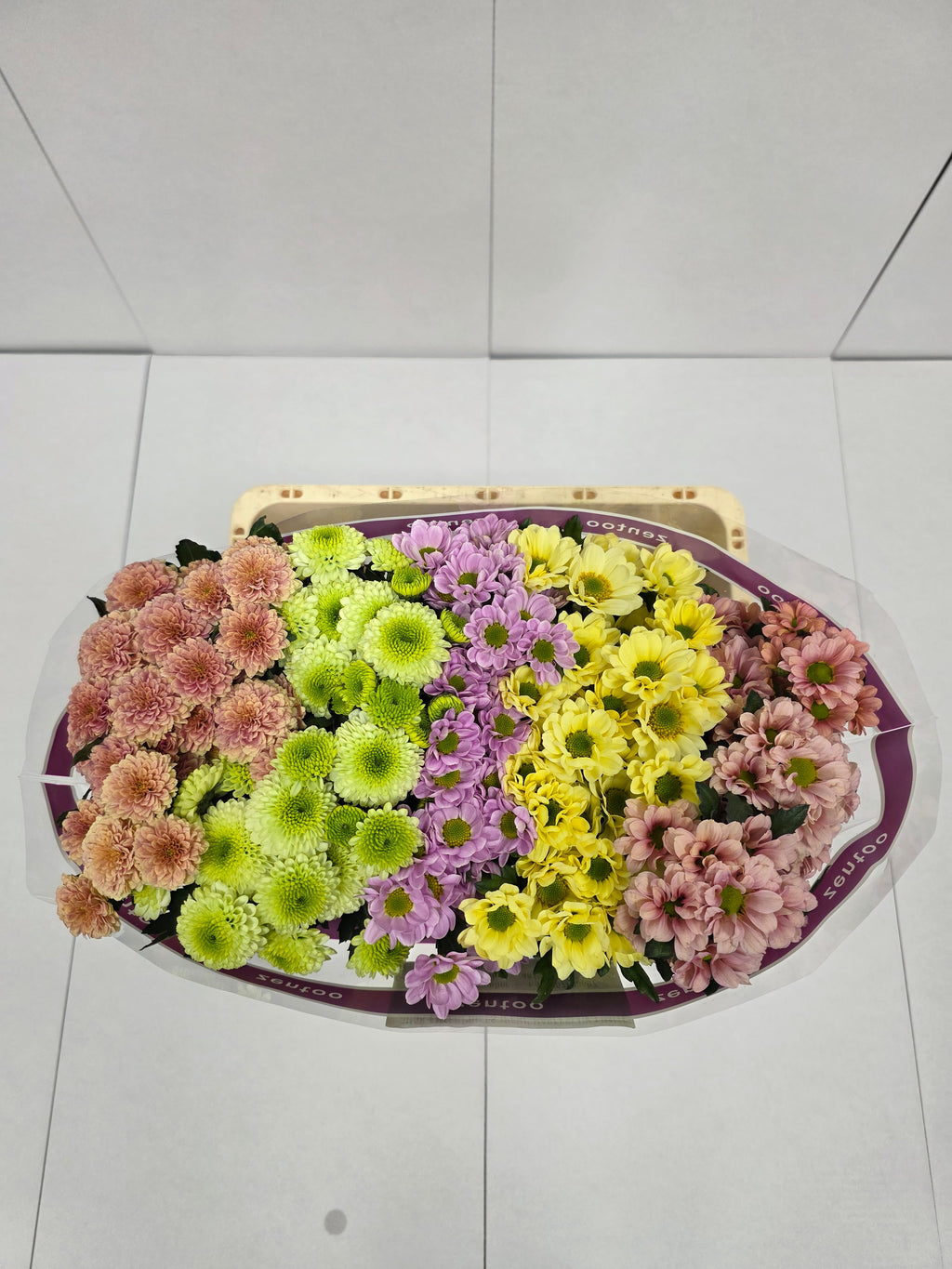 Farm Fresh Santini Blush Mix (Bunch of 25 stems, Length 55cm)