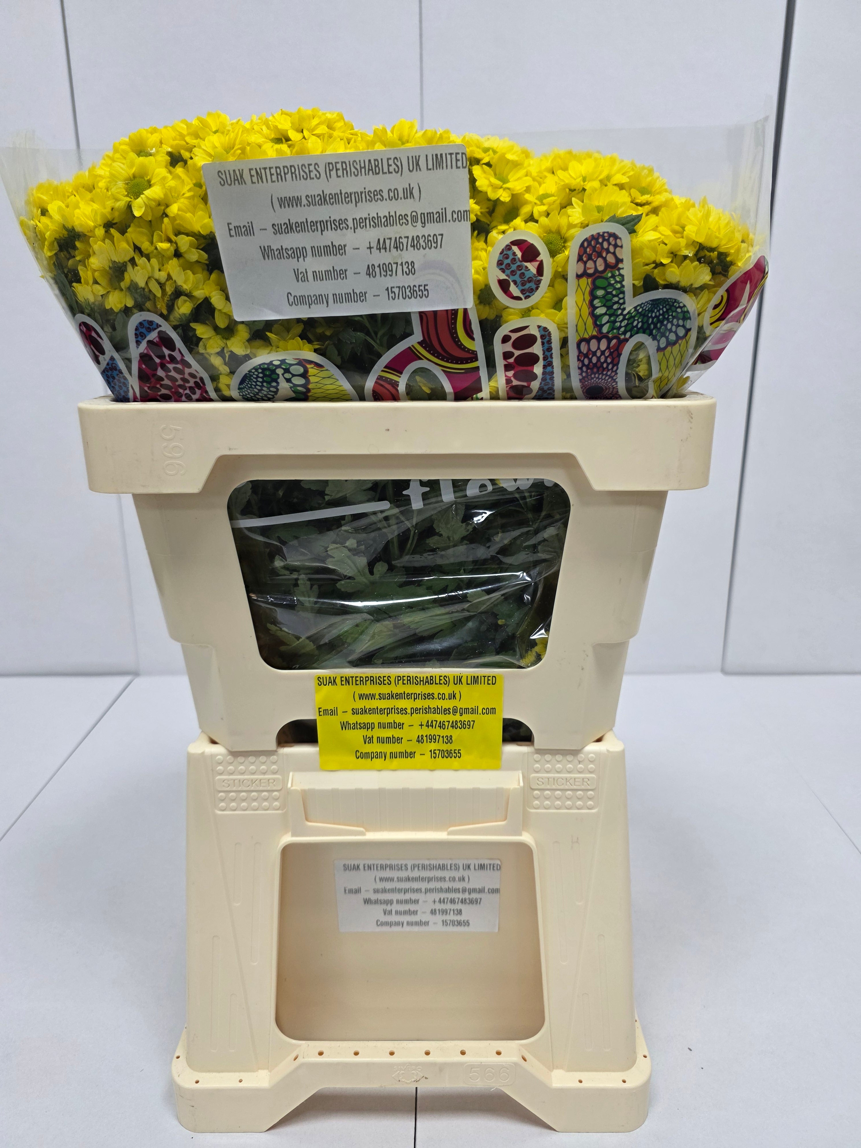 Farm Fresh Santini Mad Ringa Yellow (Bunch of 25 stems, Length 55cm)