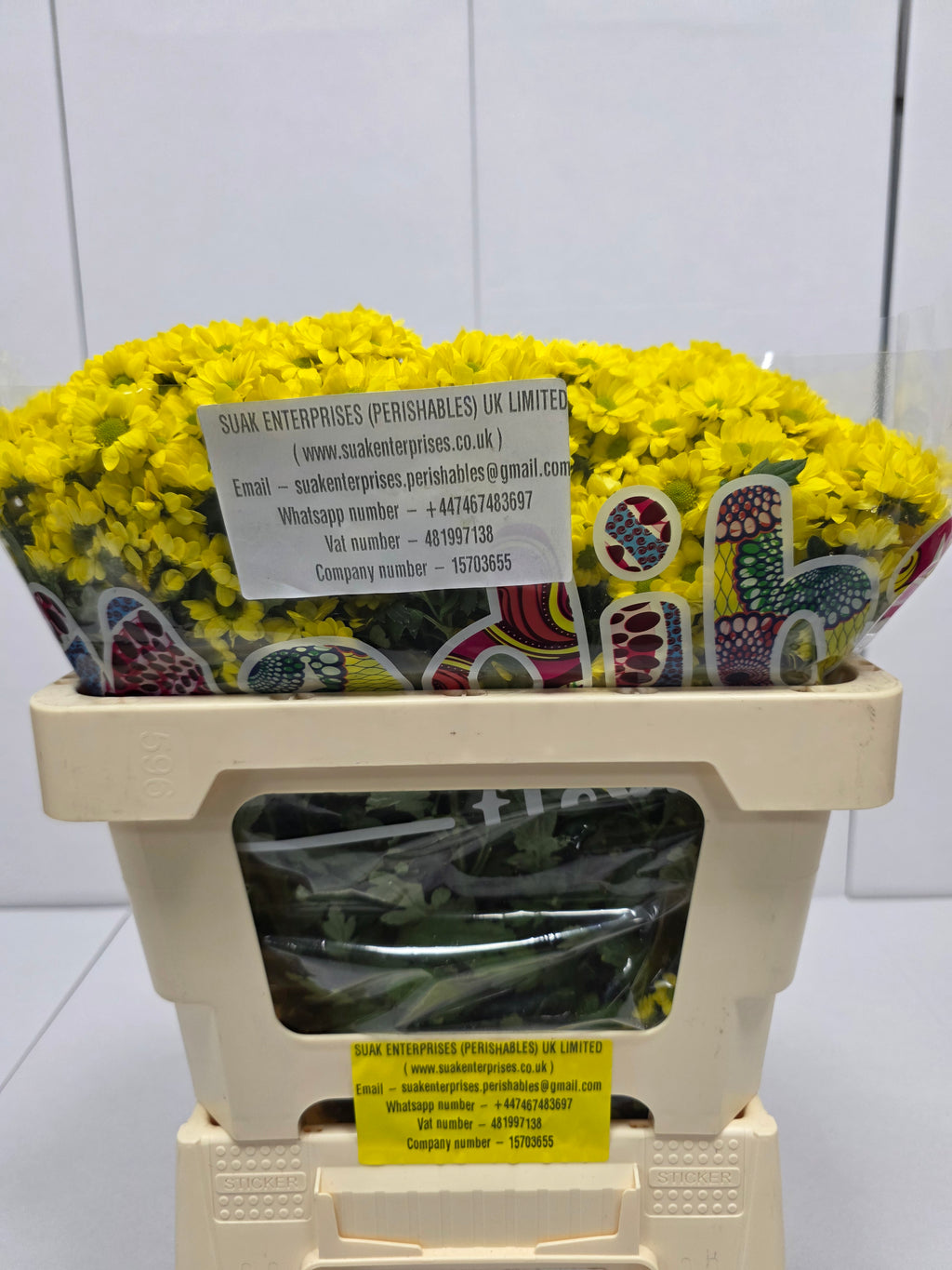 Farm Fresh Santini Mad Ringa Yellow (Bunch of 25 stems, Length 55cm)
