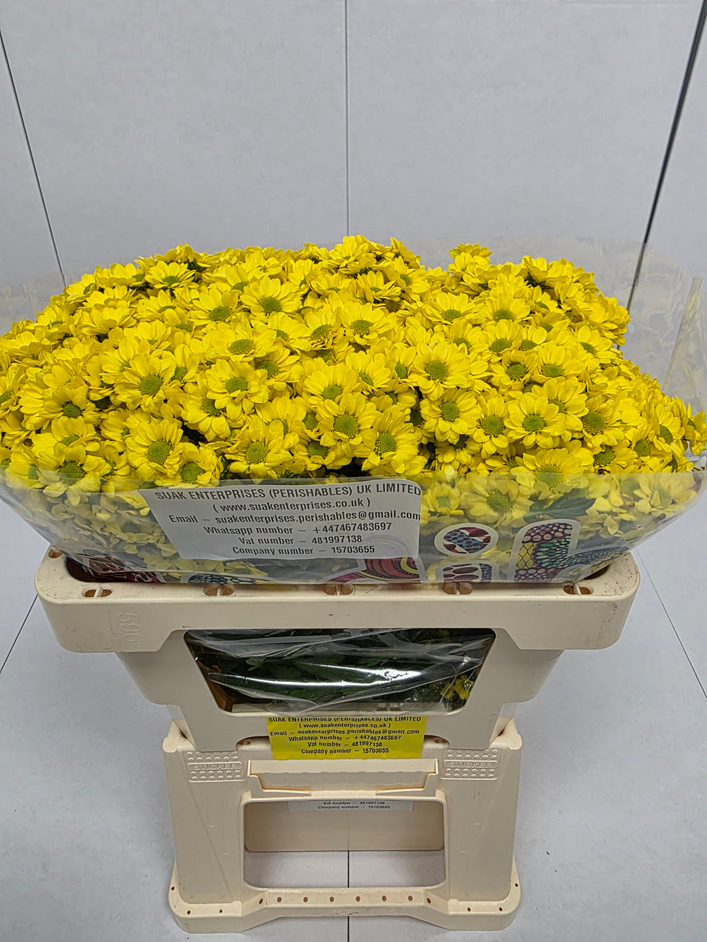 Farm Fresh Santini Mad Ringa Yellow (Bunch of 25 stems, Length 55cm)