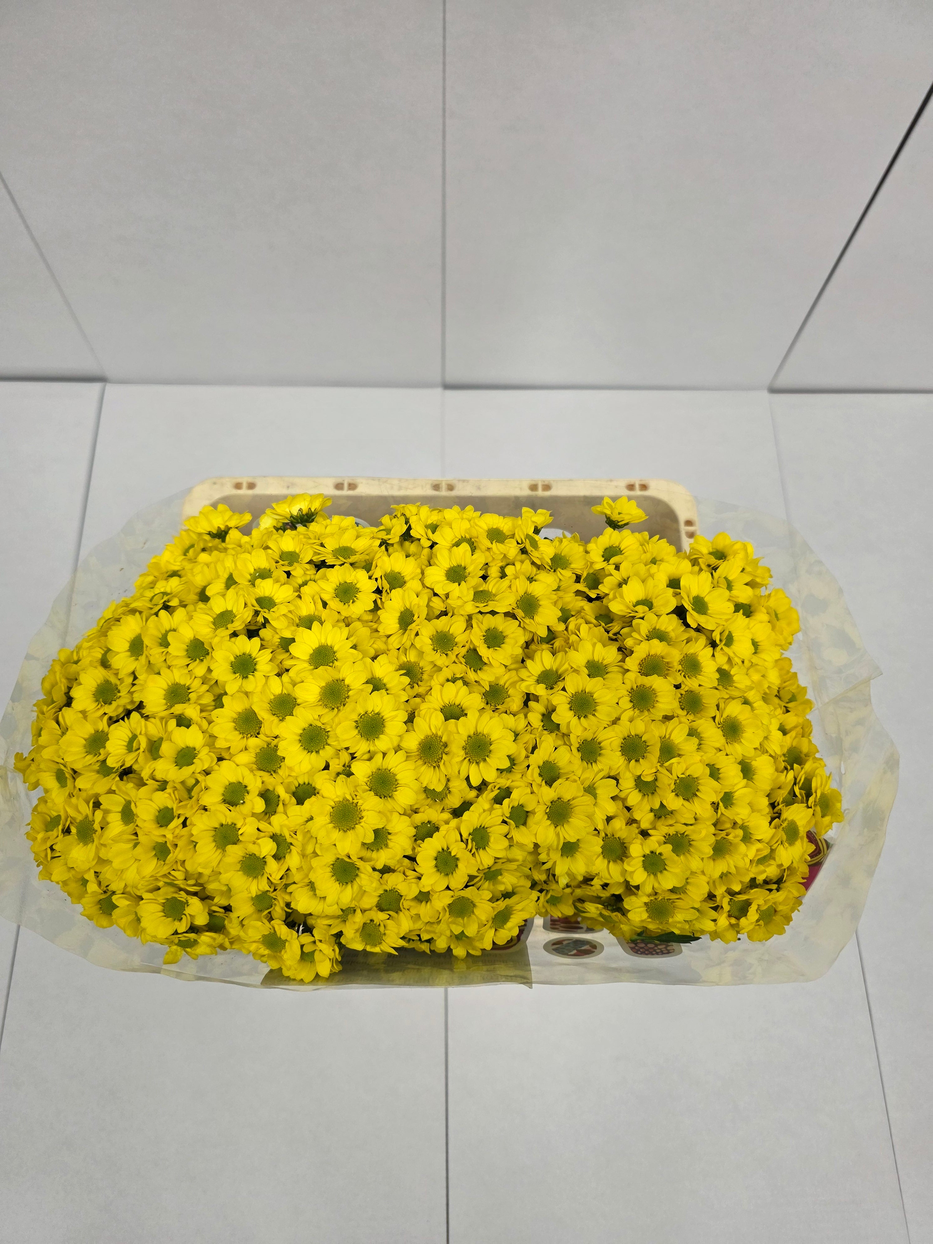 Farm Fresh Santini Mad Ringa Yellow (Bunch of 25 stems, Length 55cm)