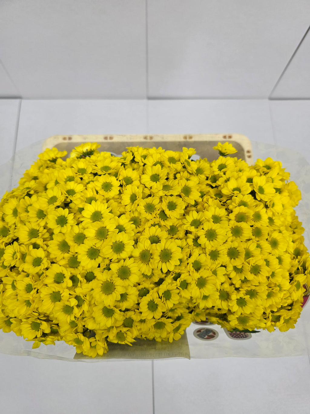 Farm Fresh Santini Mad Ringa Yellow (Bunch of 25 stems, Length 55cm)