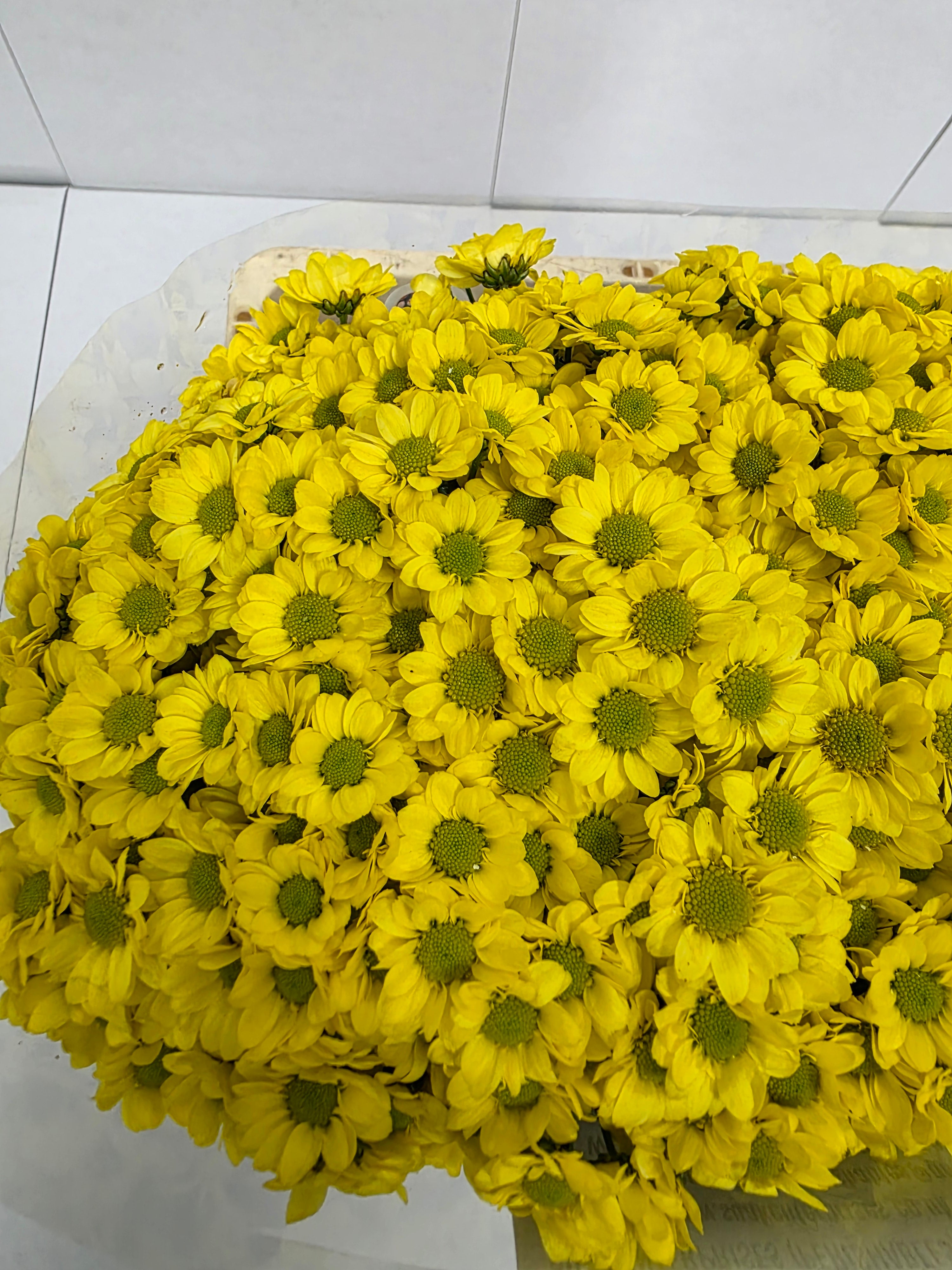 Farm Fresh Santini Mad Ringa Yellow (Bunch of 25 stems, Length 55cm)