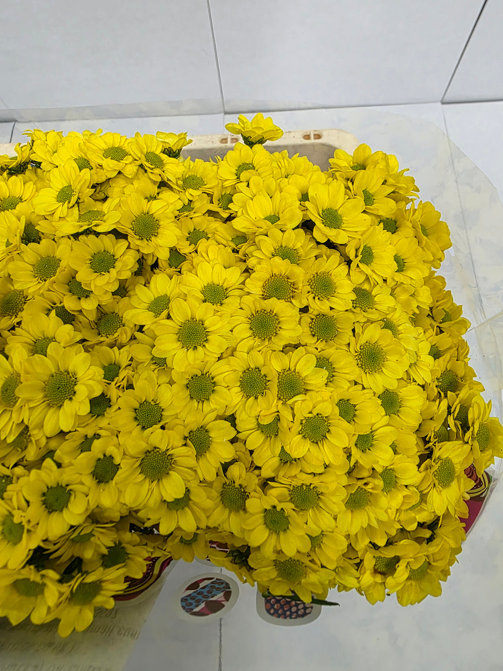 Farm Fresh Santini Mad Ringa Yellow (Bunch of 25 stems, Length 55cm)