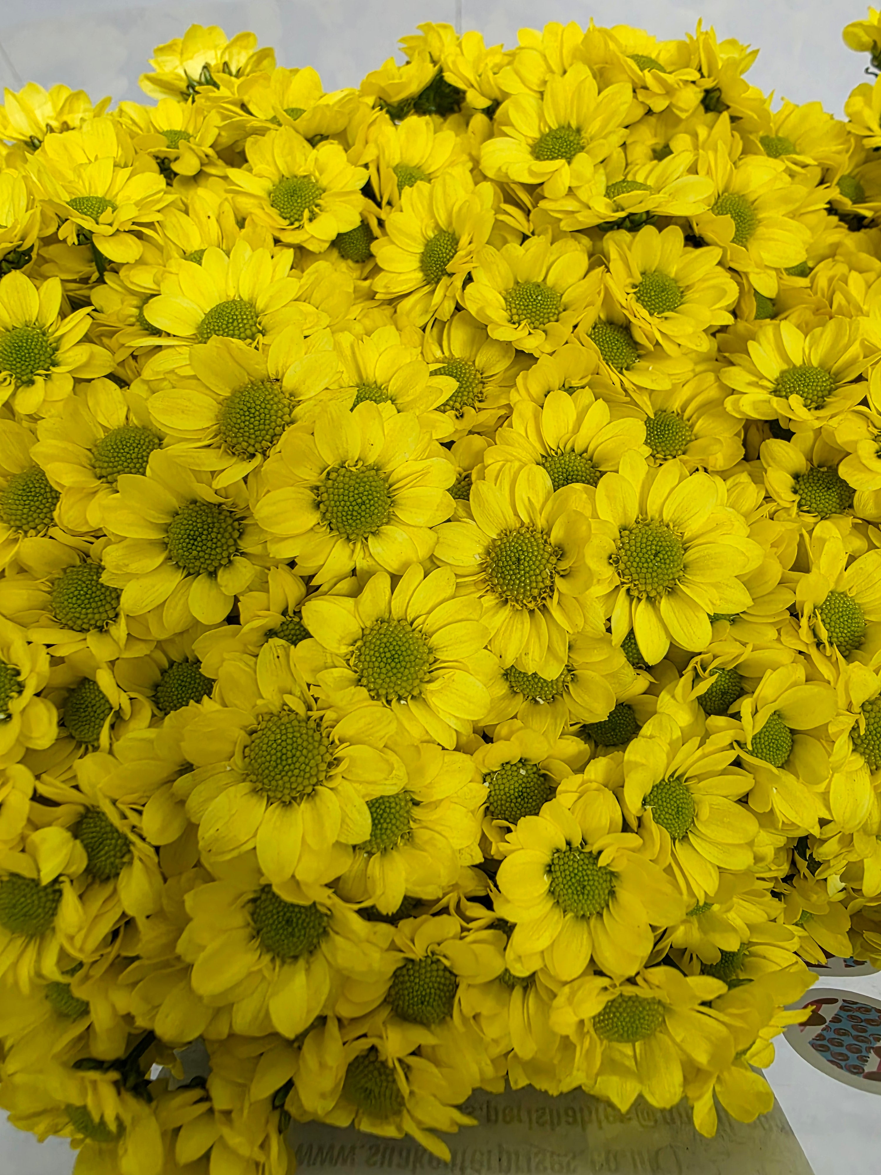 Farm Fresh Santini Mad Ringa Yellow (Bunch of 25 stems, Length 55cm)