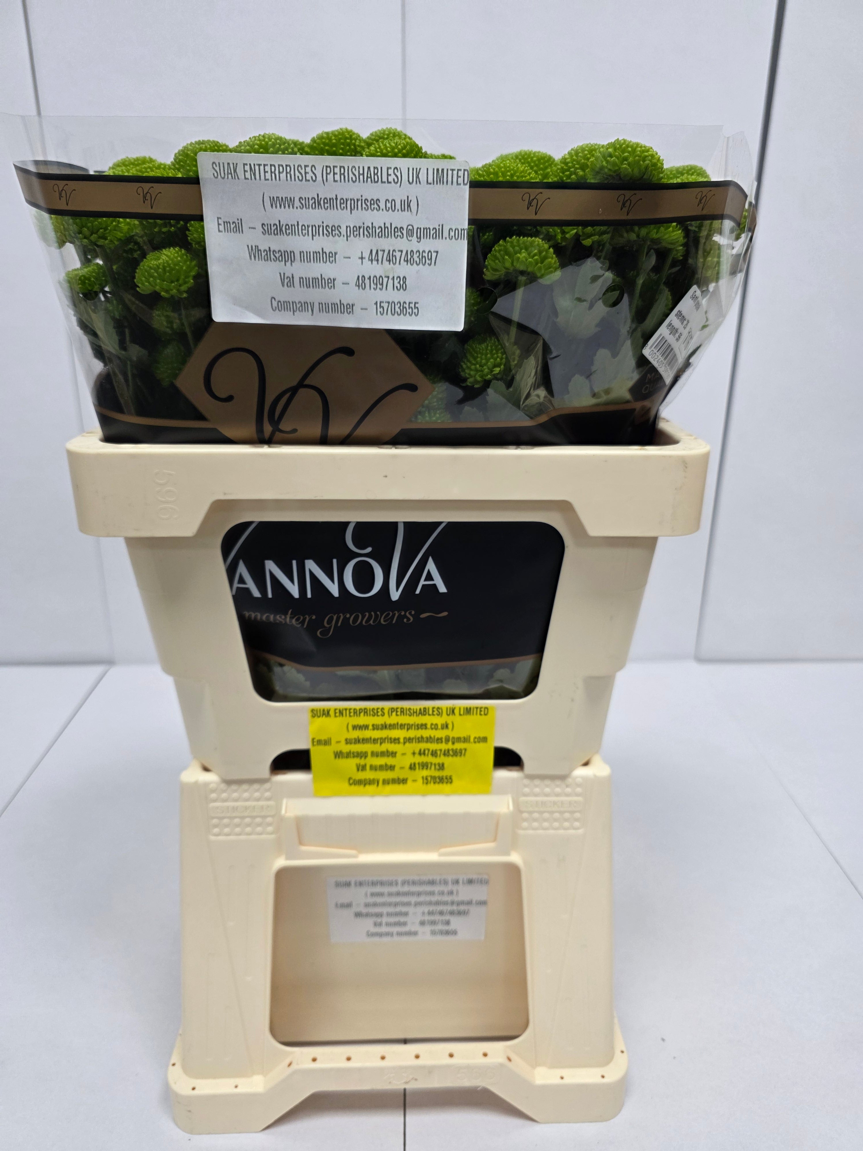 Farm Fresh Santini Peptalk (Bunch of 25 stems, Length 55cm)