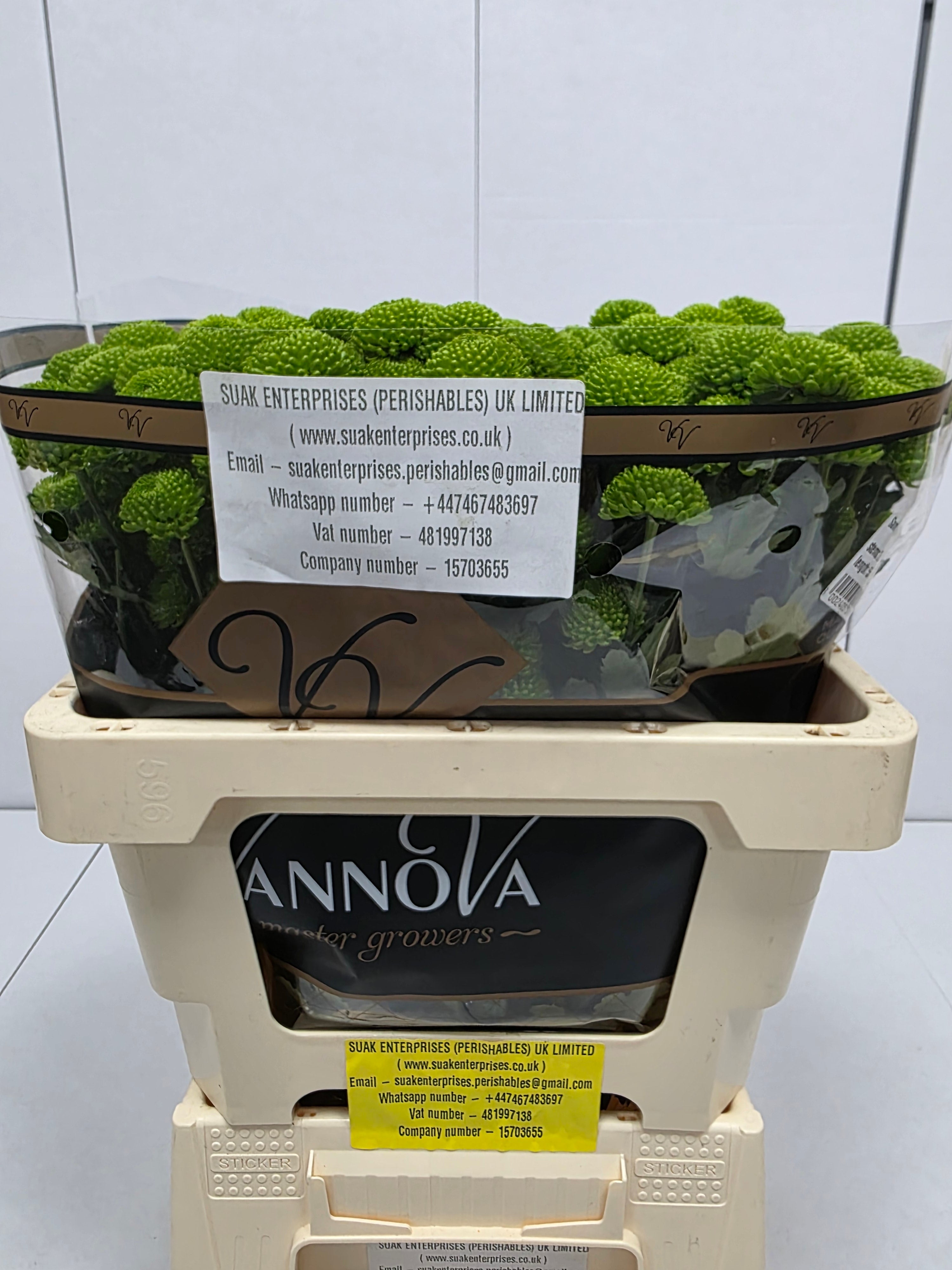 Farm Fresh Santini Peptalk (Bunch of 25 stems, Length 55cm)