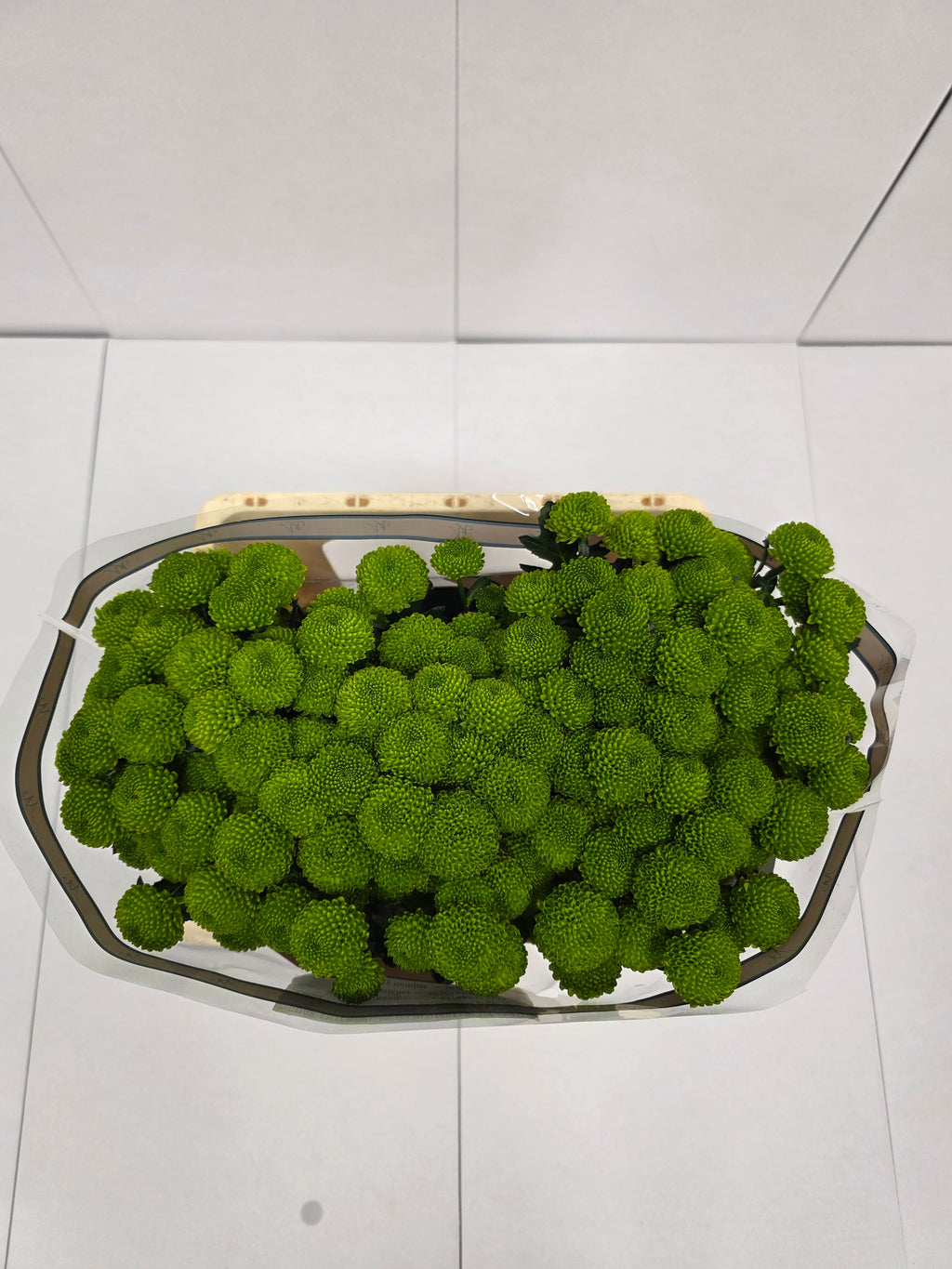 Farm Fresh Santini Peptalk (Bunch of 25 stems, Length 55cm)