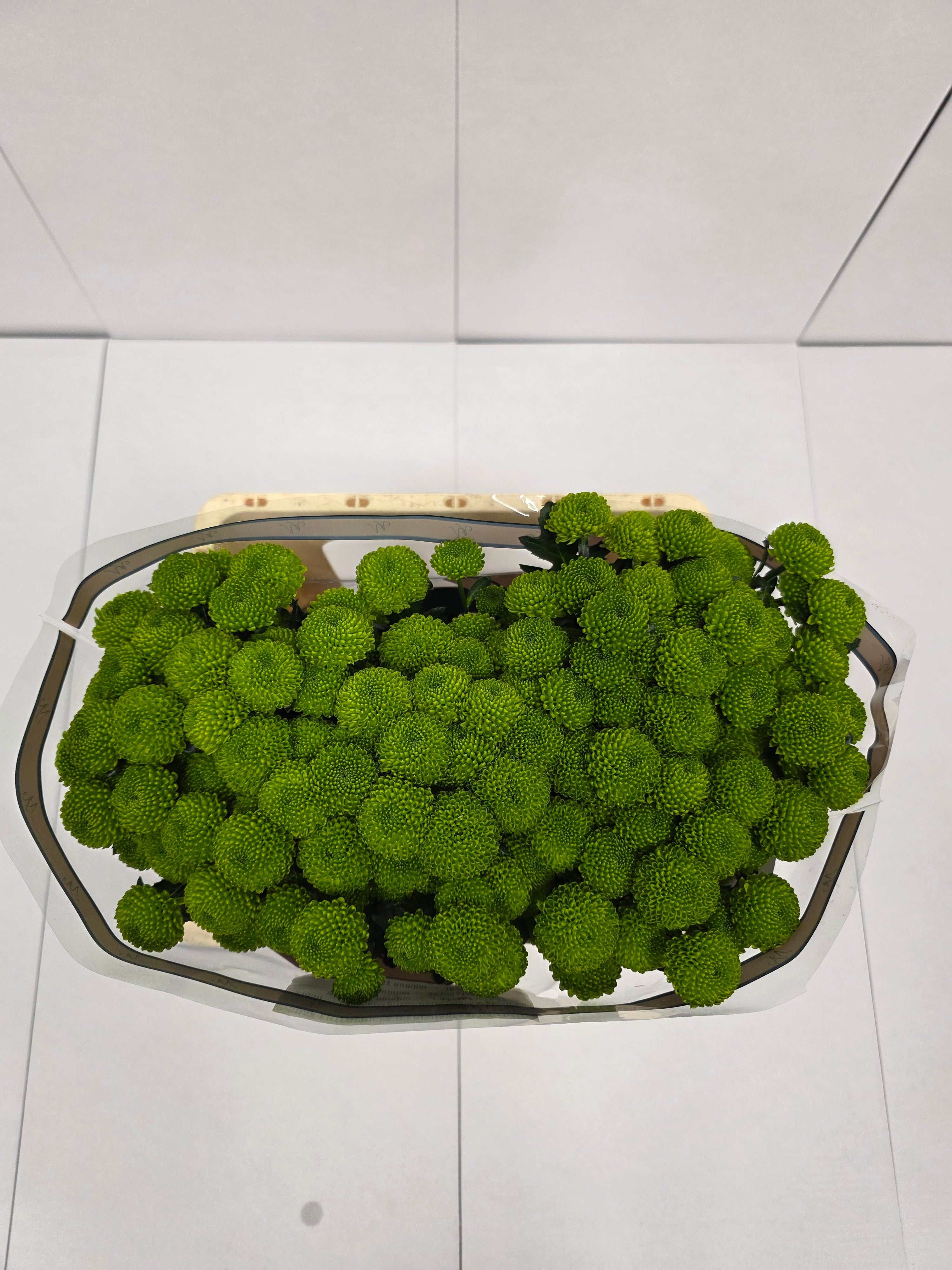 Farm Fresh Santini Peptalk (Bunch of 25 stems, Length 55cm)