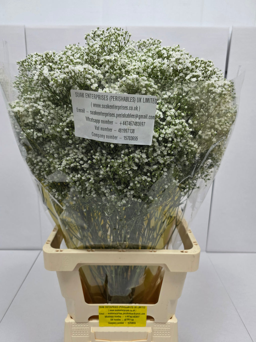Farm Fresh Gypsophilla Xlence Ex40gram Bunch of 25stems, Length 80cm)