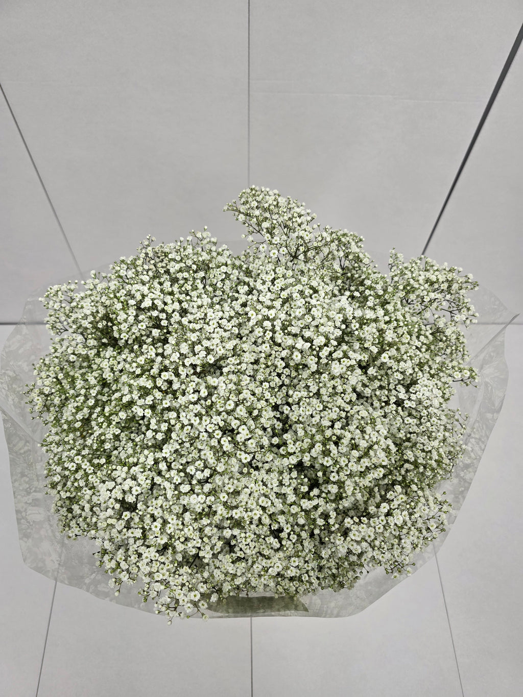 Farm Fresh Gypsophilla Xlence Ex40gram Bunch of 25stems, Length 80cm)