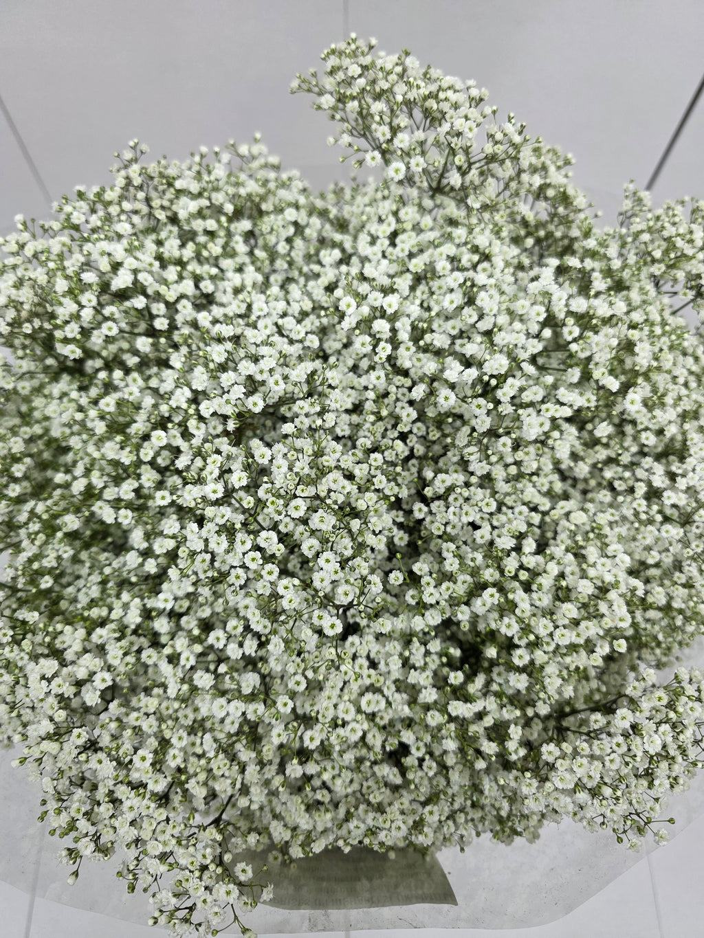 Farm Fresh Gypsophilla Xlence Ex40gram Bunch of 25stems, Length 80cm)