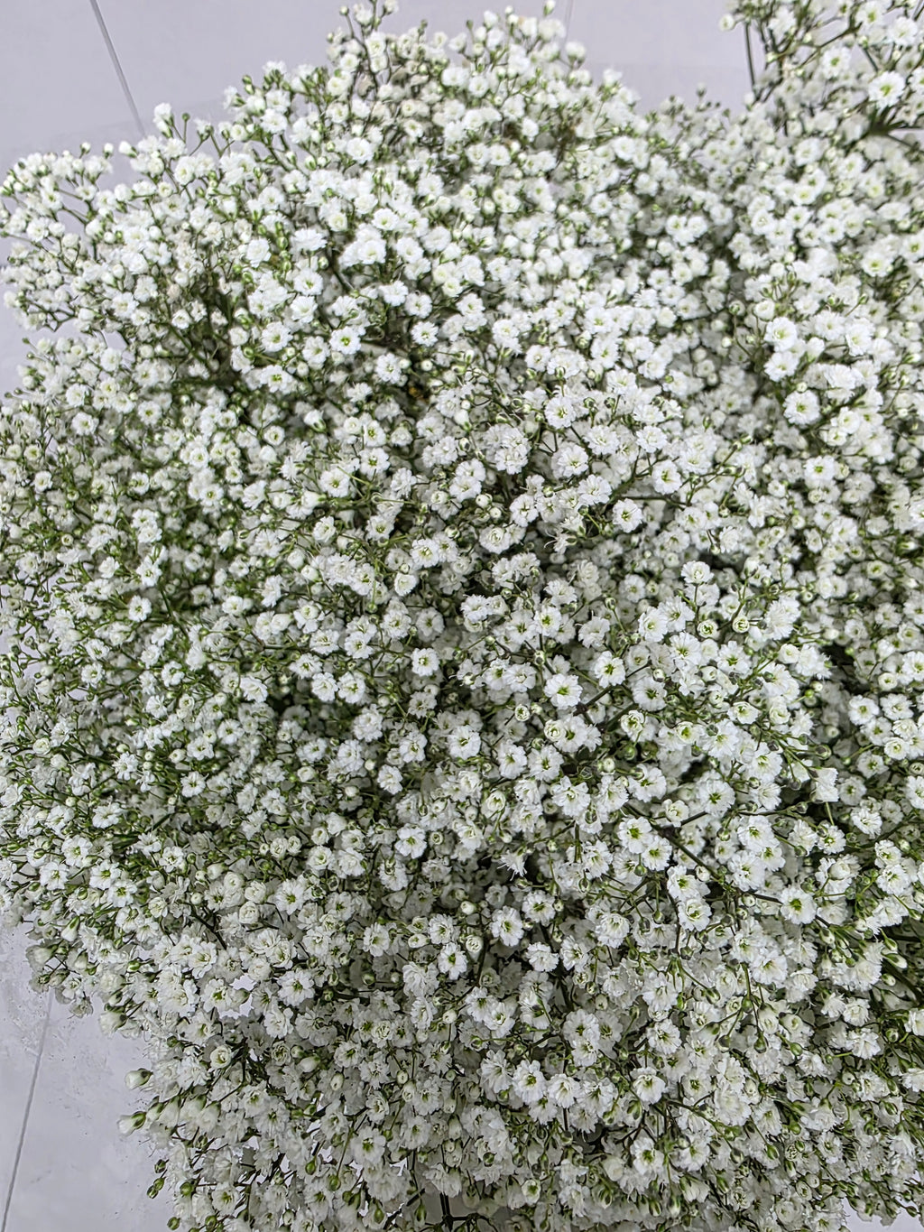 Farm Fresh Gypsophilla Xlence Ex40gram Bunch of 25stems, Length 80cm)