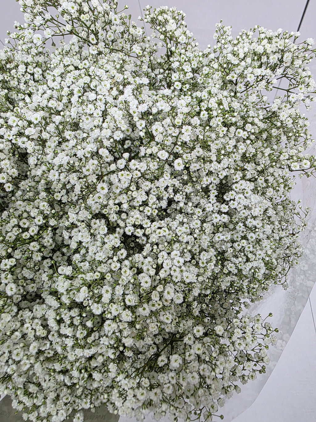 Farm Fresh Gypsophilla Xlence Ex40gram Bunch of 25stems, Length 80cm)