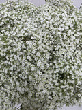 Farm Fresh Gypsophilla Xlence Ex40gram Bunch of 25stems, Length 80cm)