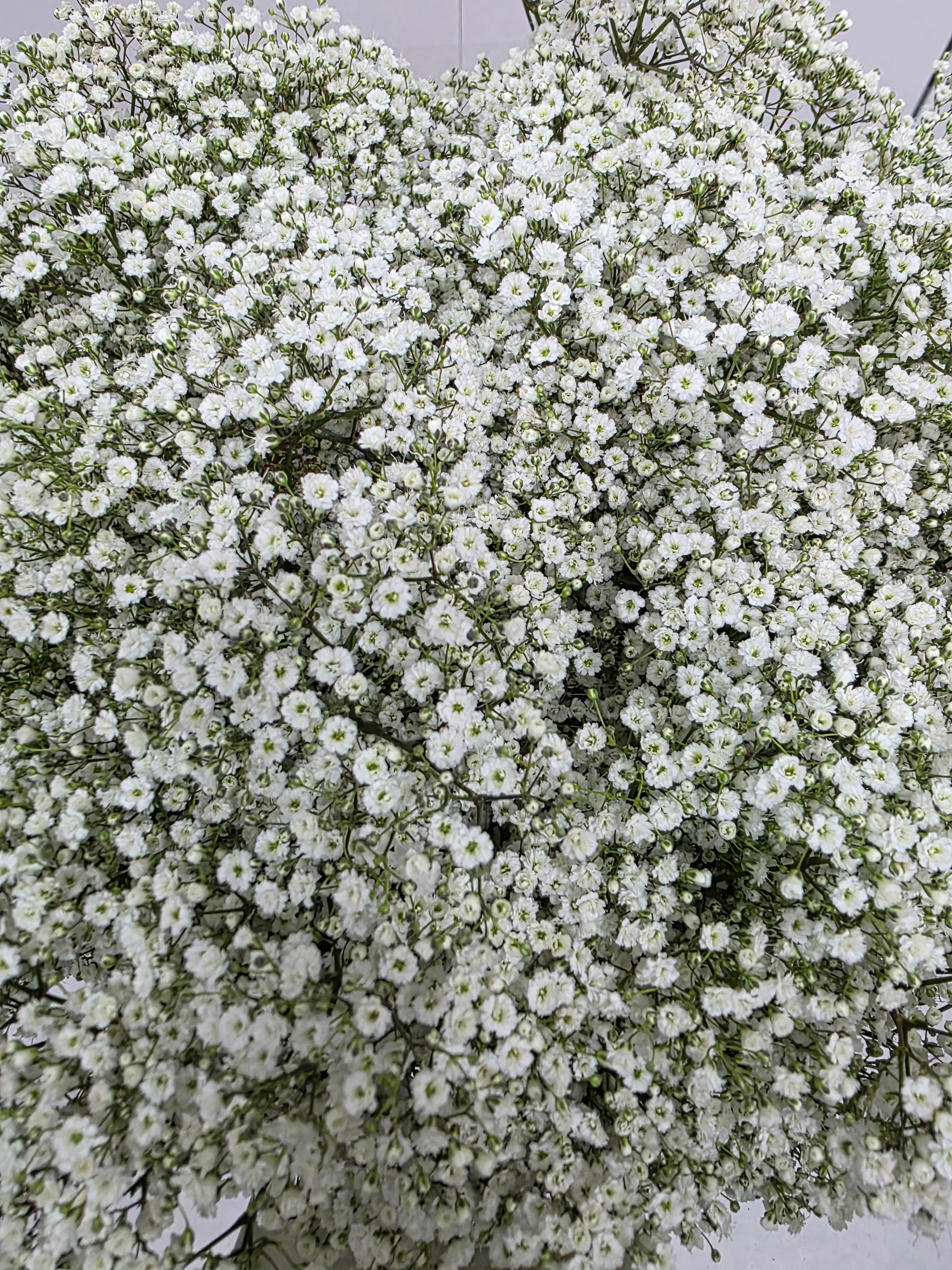 Farm Fresh Gypsophilla Xlence Ex40gram Bunch of 25stems, Length 80cm)