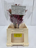 Farm Fresh Ananas Medium (Bunch of 10 stems, Length 50cm)