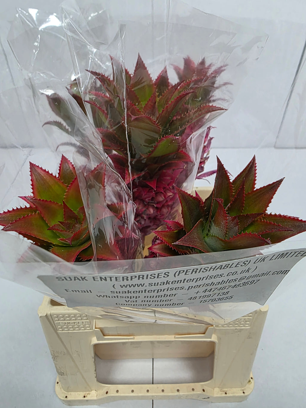 Farm Fresh Ananas Medium (Bunch of 10 stems, Length 50cm)