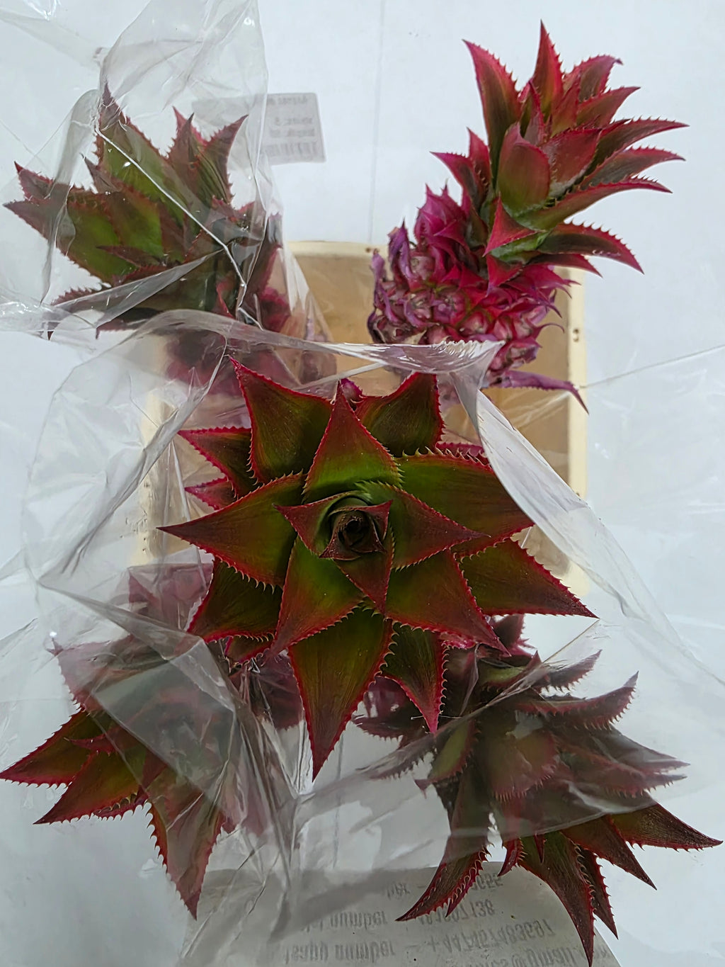Farm Fresh Ananas Medium (Bunch of 10 stems, Length 50cm)