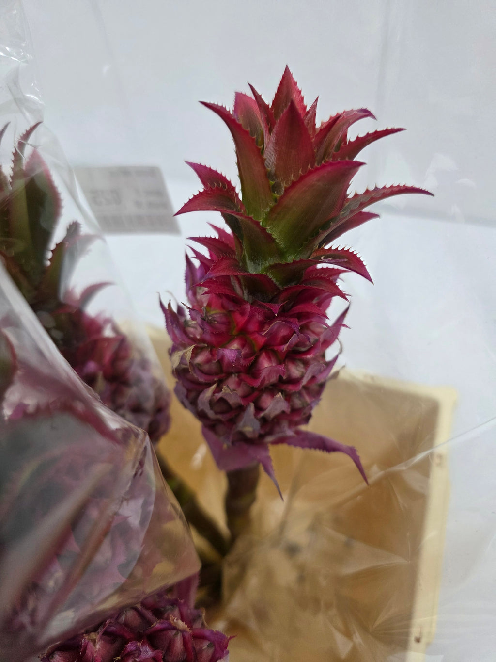 Farm Fresh Ananas Medium (Bunch of 10 stems, Length 50cm)