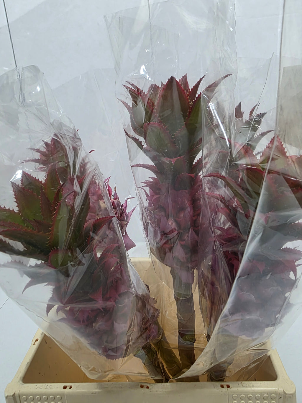 Farm Fresh Ananas Medium (Bunch of 10 stems, Length 50cm)