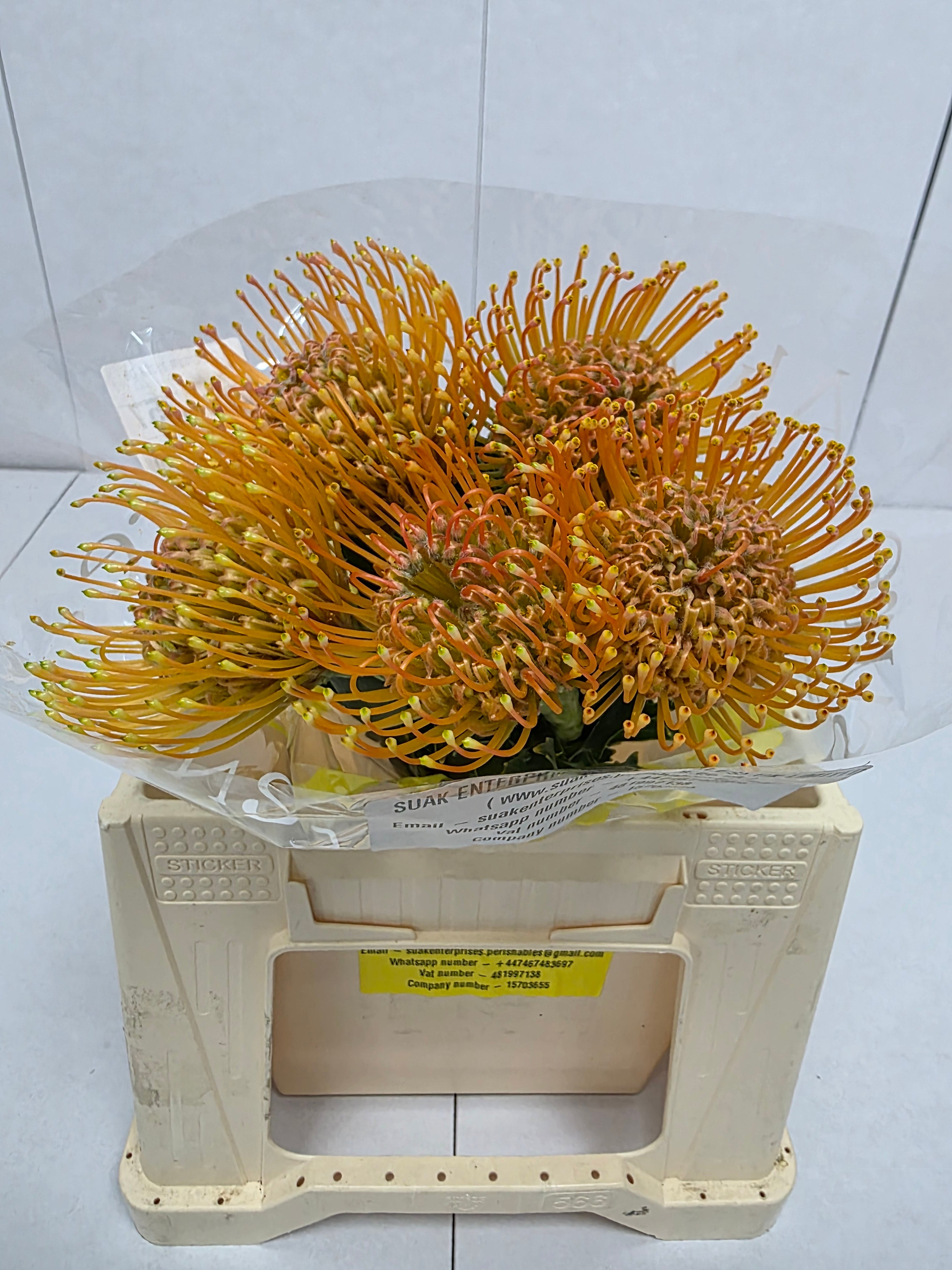 Farm Fresh Leucospermum Ayoba Peach(Bunch of 10 stems, Length 40cm)