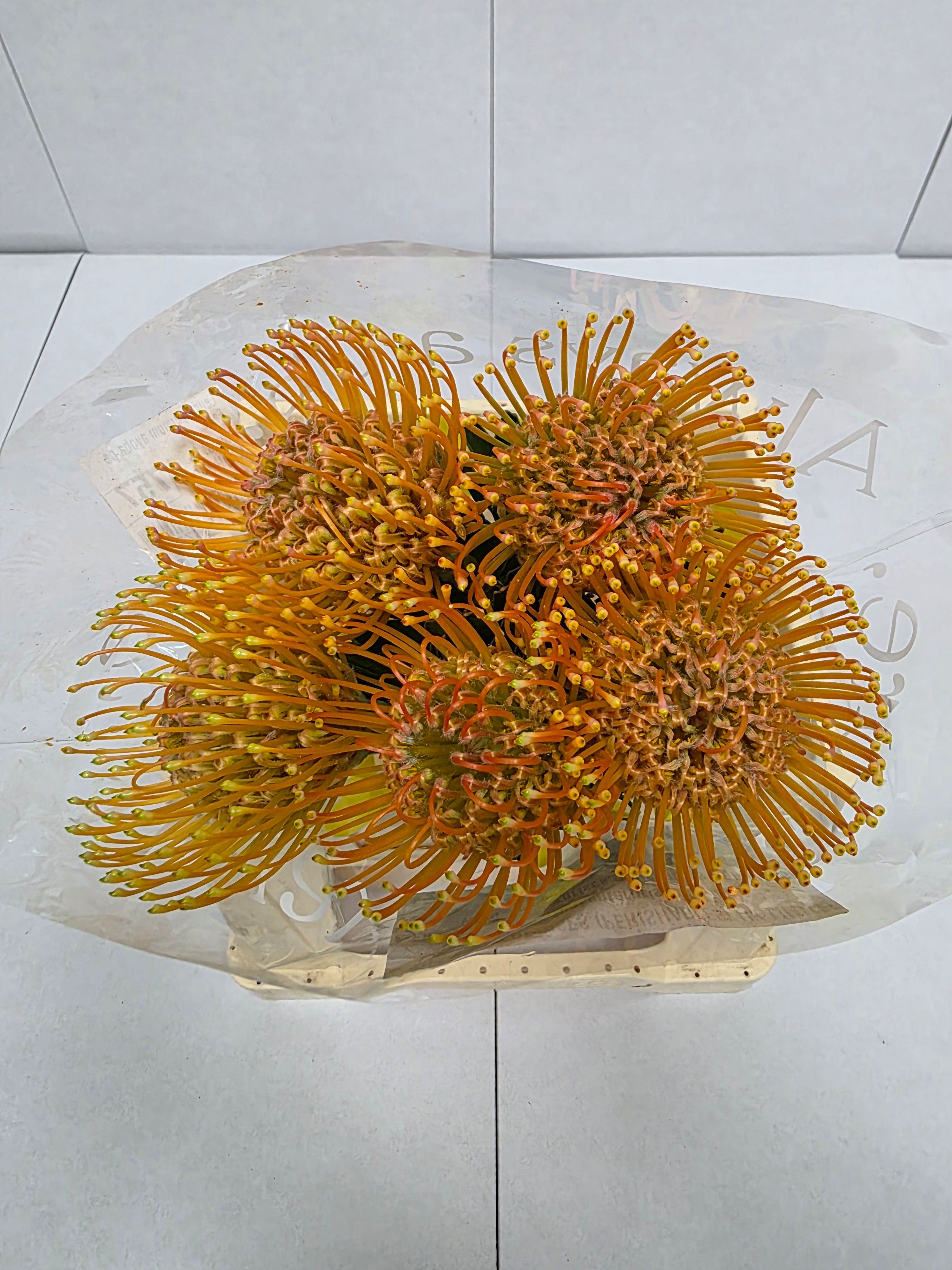 Farm Fresh Leucospermum Ayoba Peach(Bunch of 10 stems, Length 40cm)