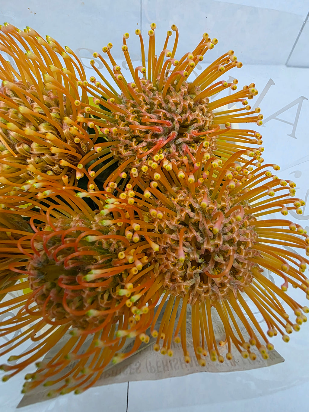 Farm Fresh Leucospermum Ayoba Peach(Bunch of 10 stems, Length 40cm)