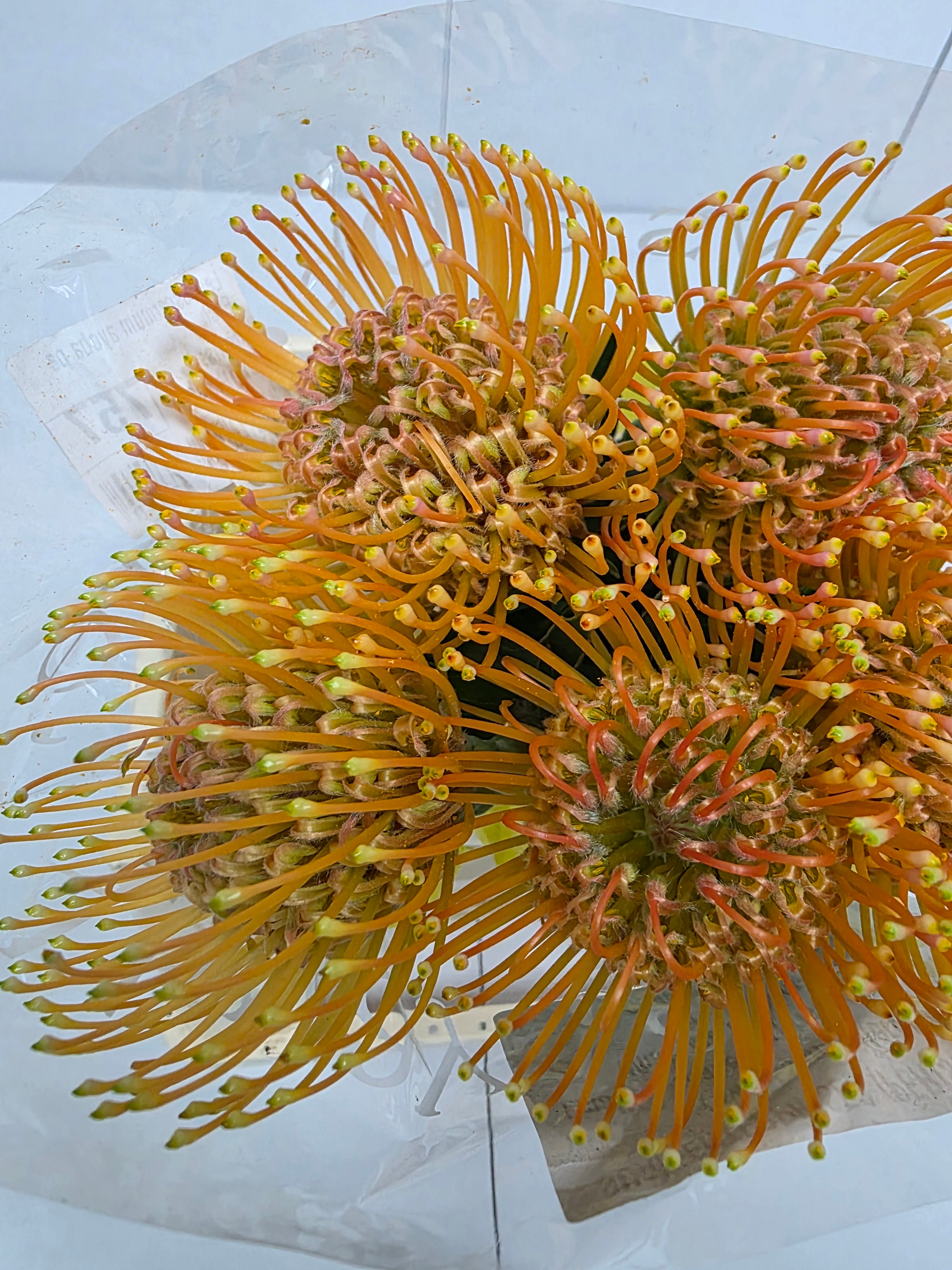 Farm Fresh Leucospermum Ayoba Peach(Bunch of 10 stems, Length 40cm)