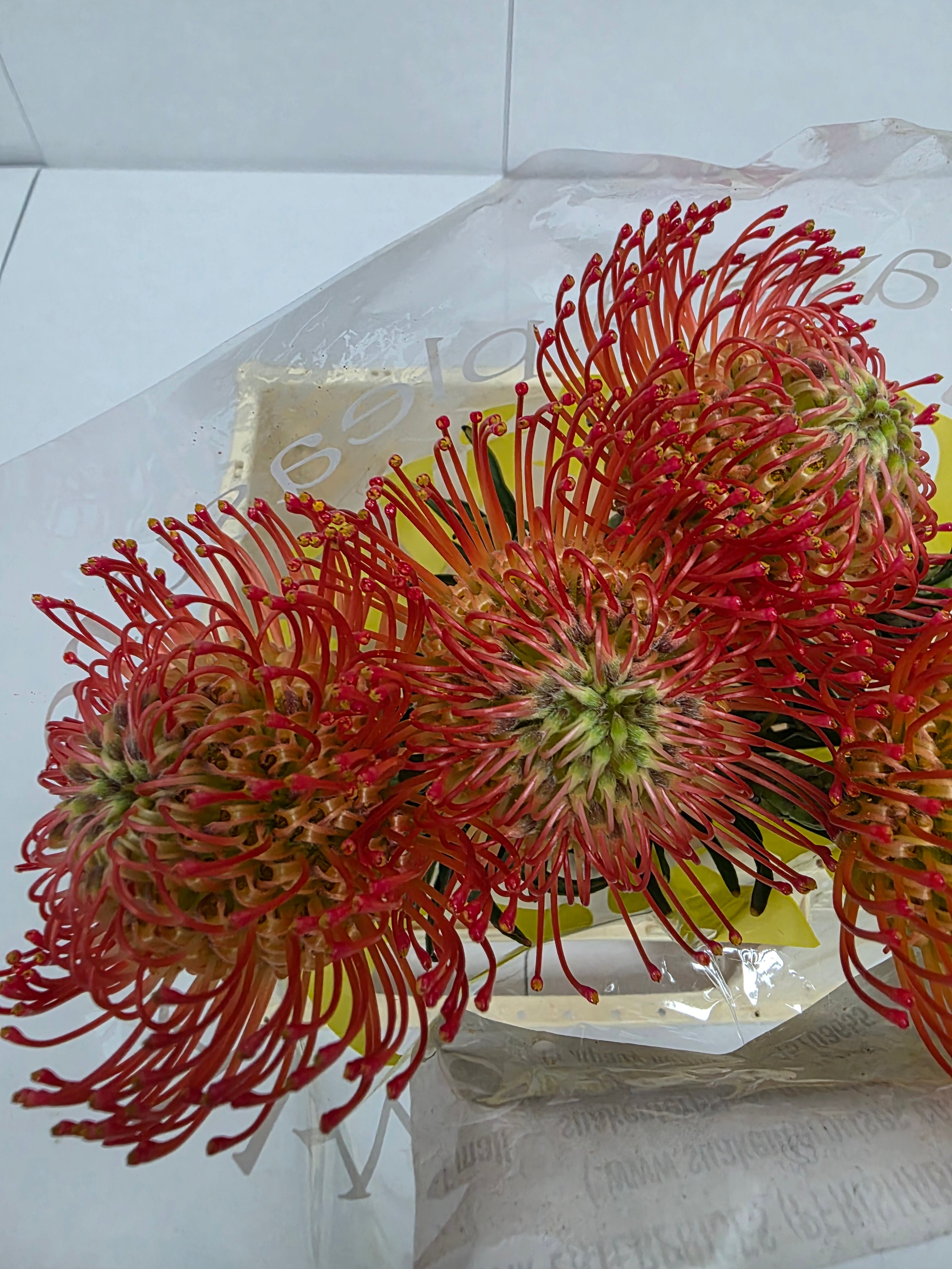 Farm Fresh Leucospermum Succession(Bunch of 10 stems, Length 40cm)