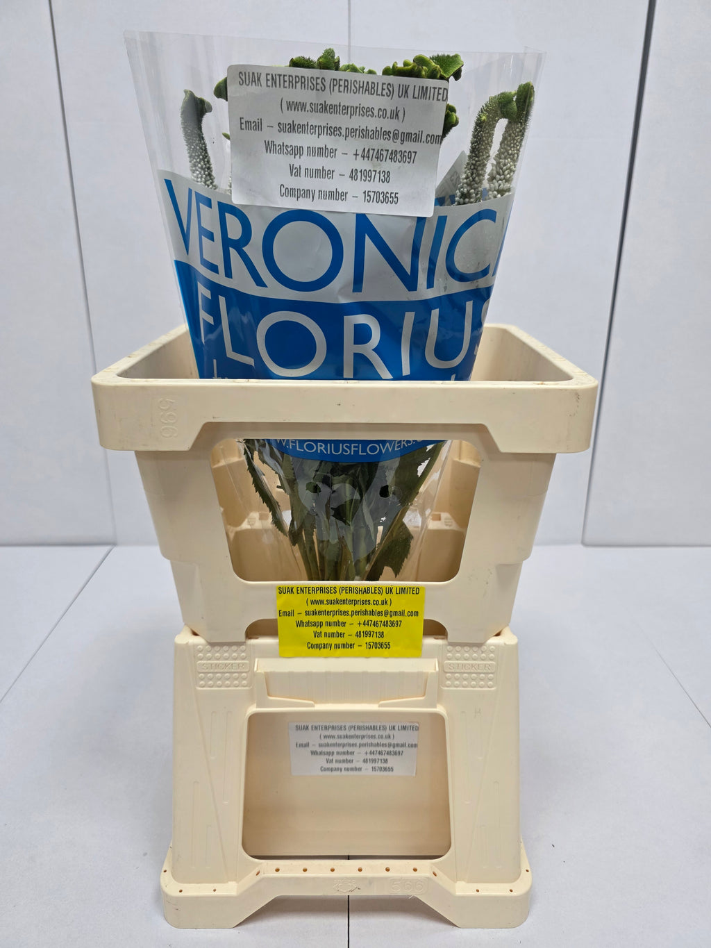 Farm Fresh Veronica Smart Alien White(Bunch of 25stems, Length 60cm)