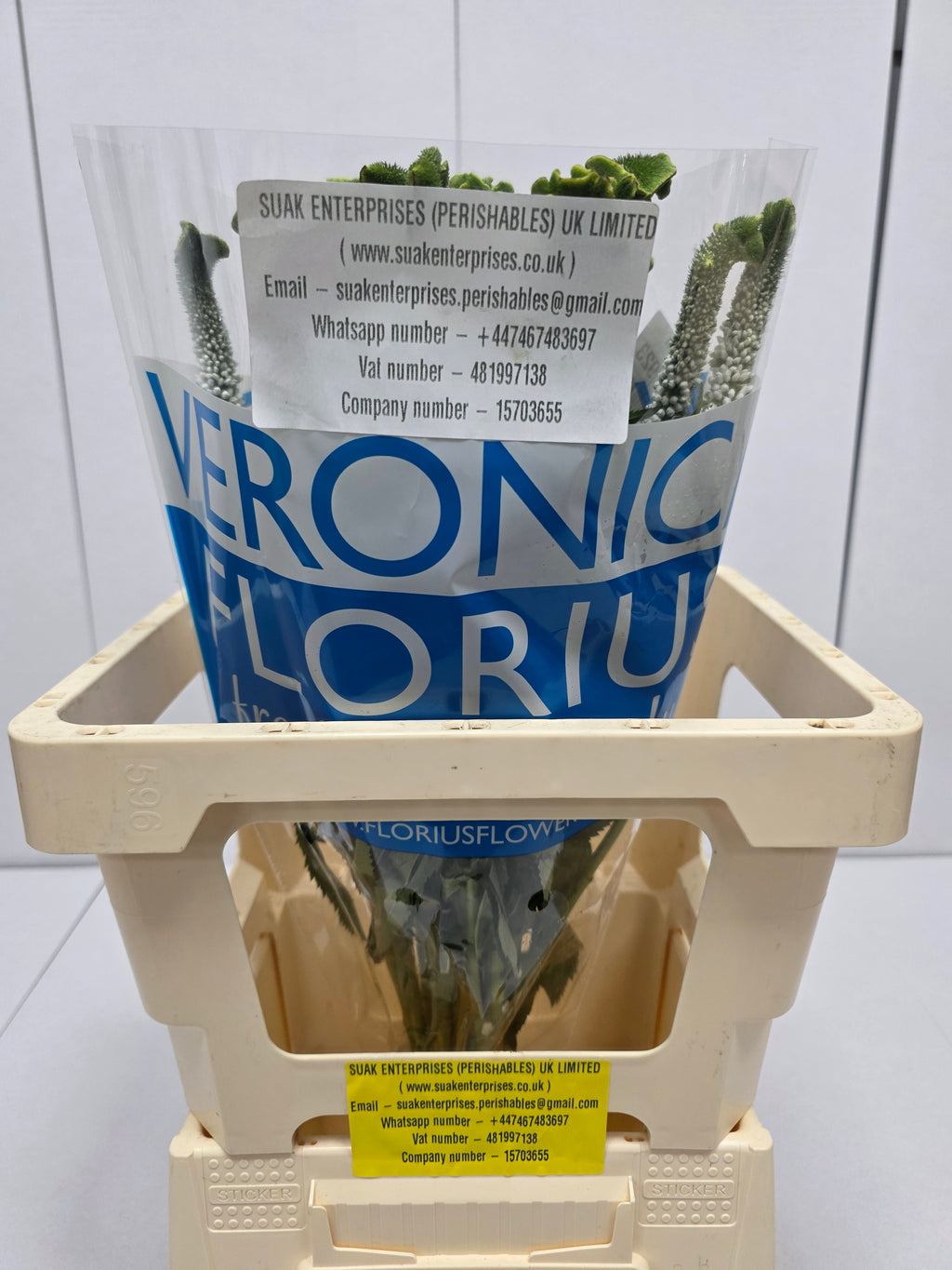 Farm Fresh Veronica Smart Alien White(Bunch of 25stems, Length 60cm)