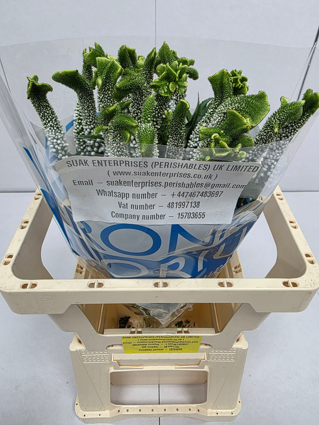 Farm Fresh Veronica Smart Alien White(Bunch of 25stems, Length 60cm)
